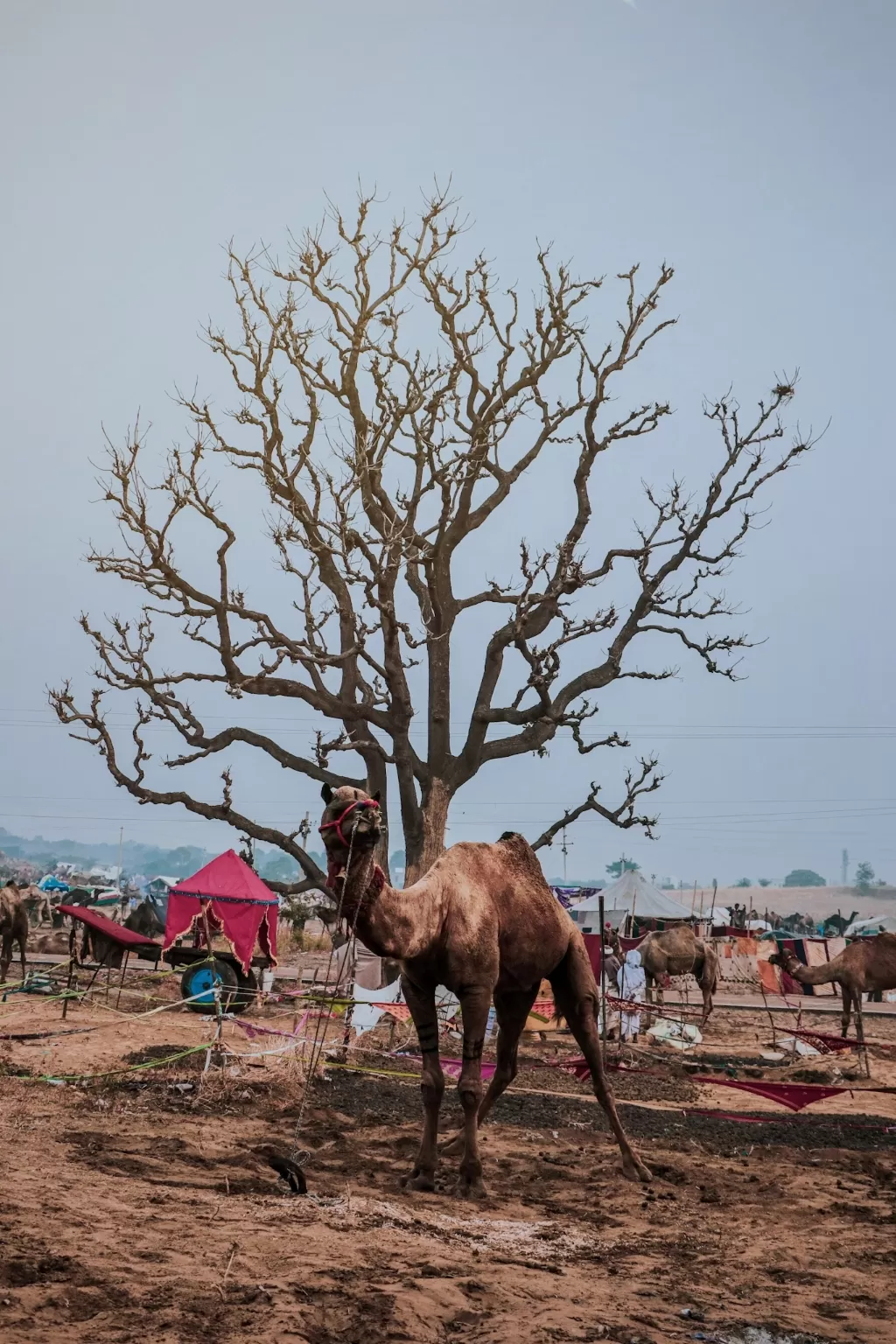Photo of Pushkar By Travel With Danish