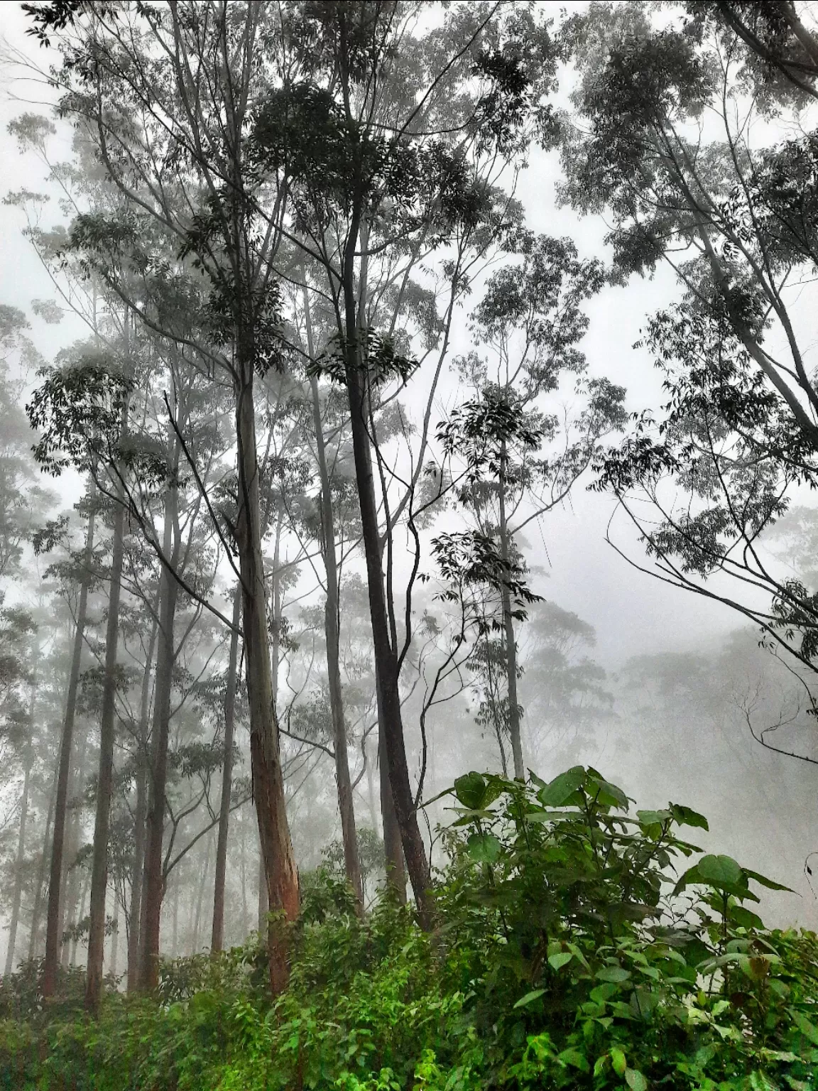 Photo of Munnar By Carol Crasto