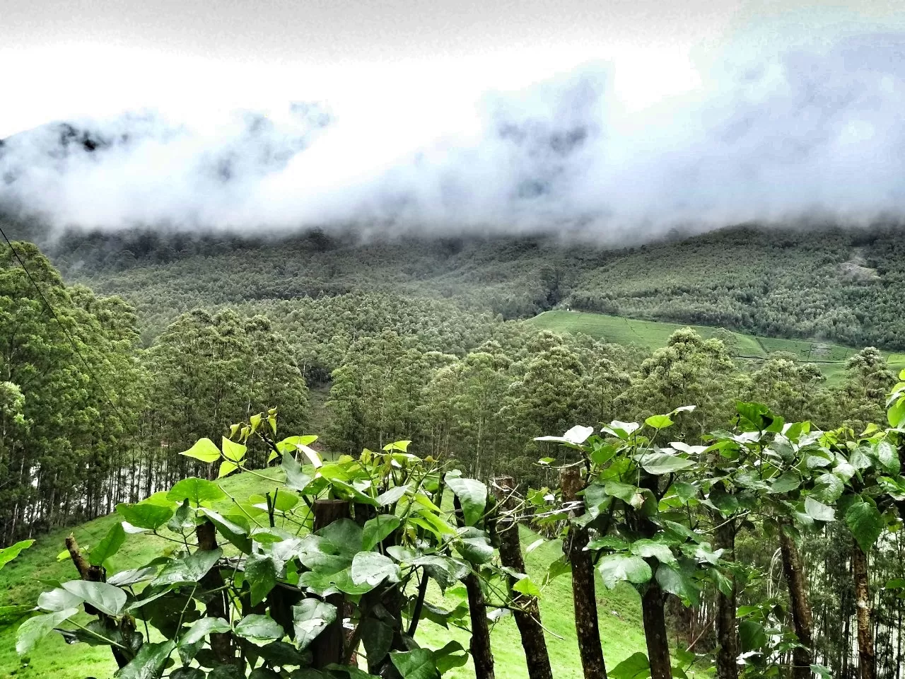 Photo of Munnar By Carol Crasto