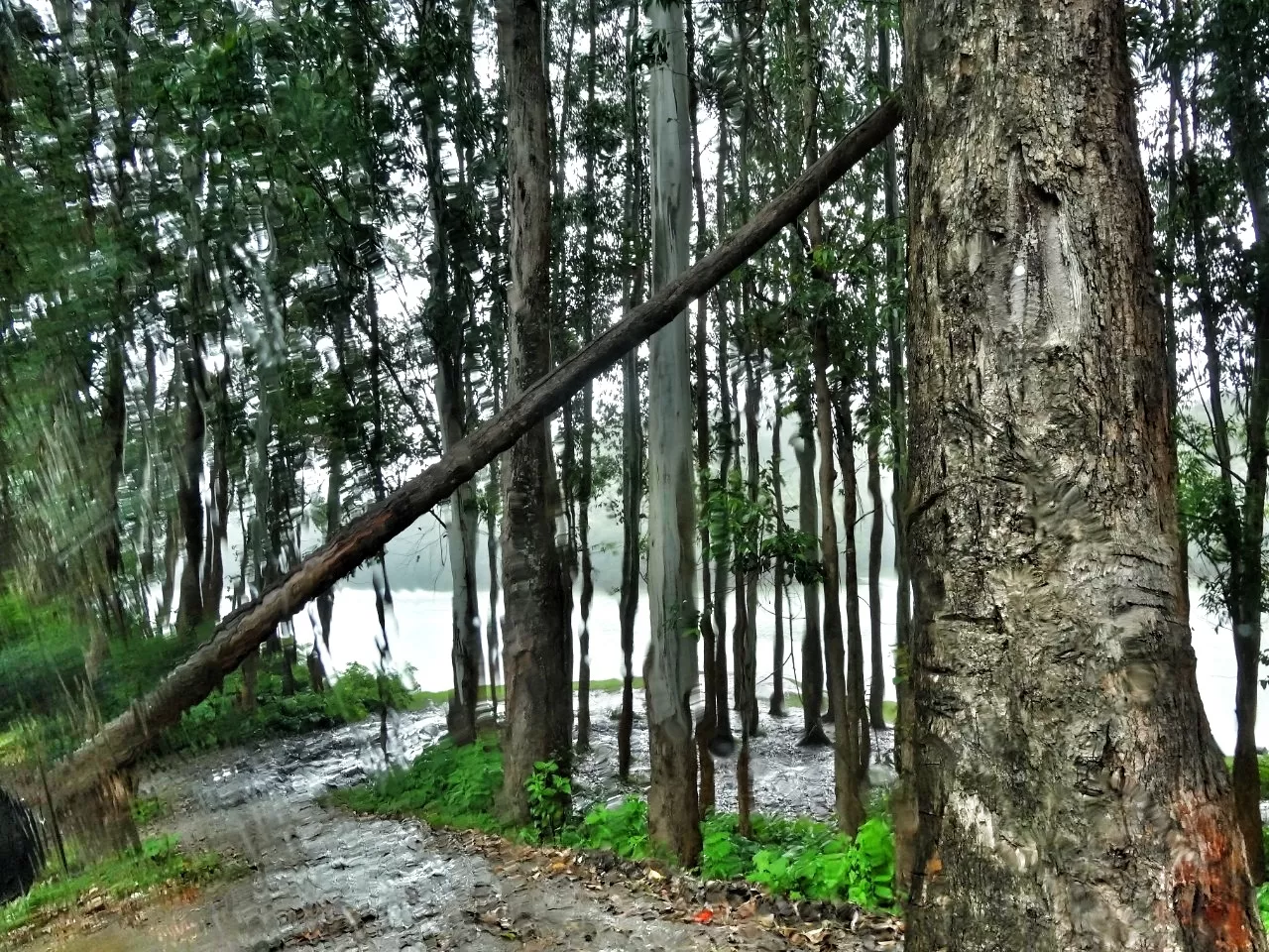 Photo of Munnar By Carol Crasto