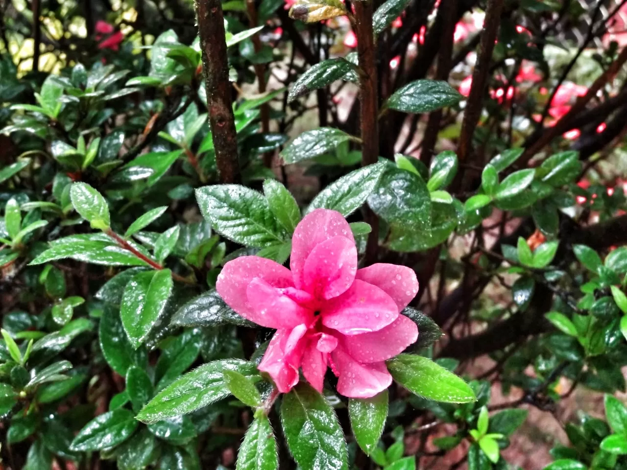 Photo of Munnar By Carol Crasto