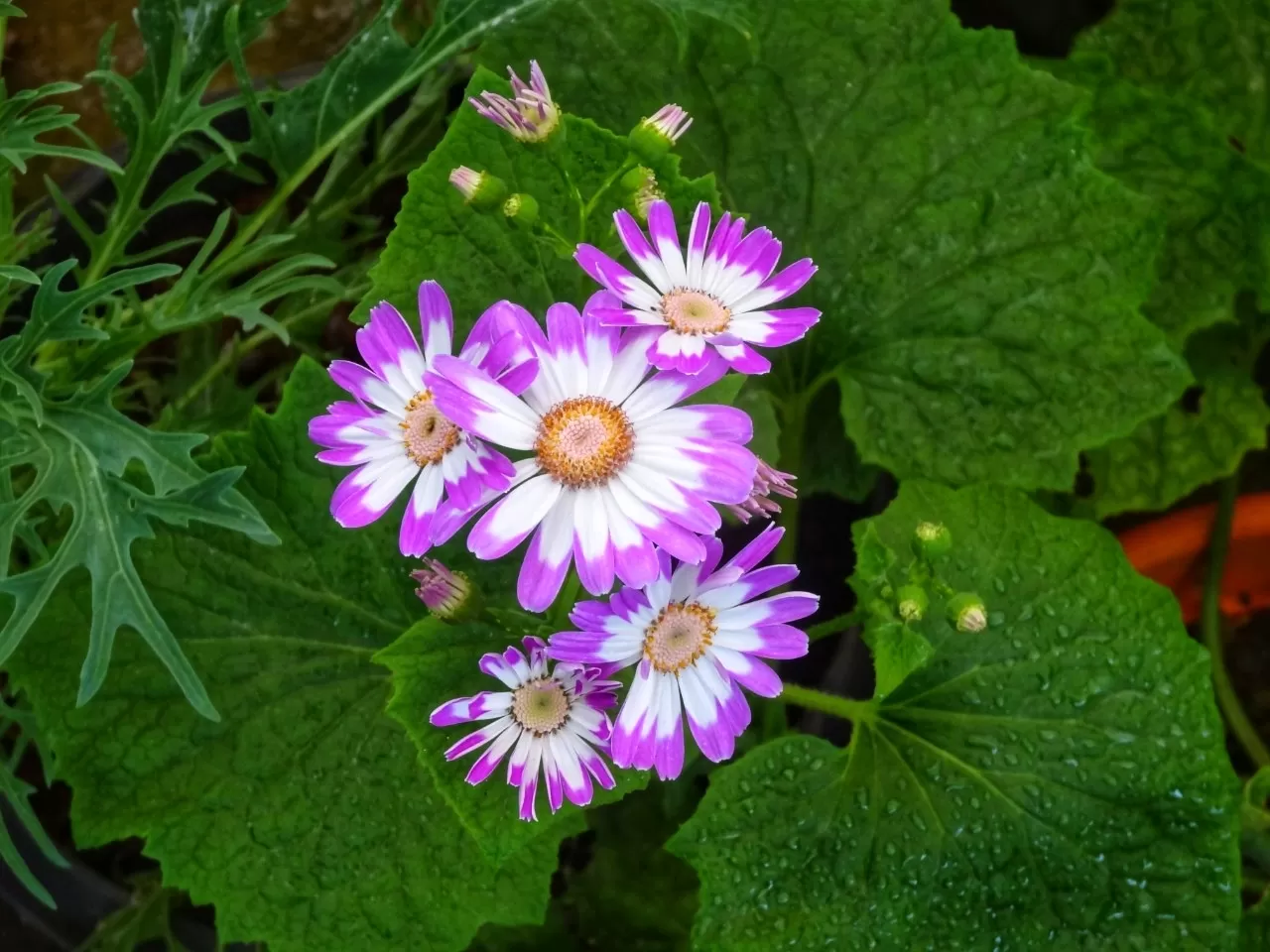 Photo of Munnar By Carol Crasto