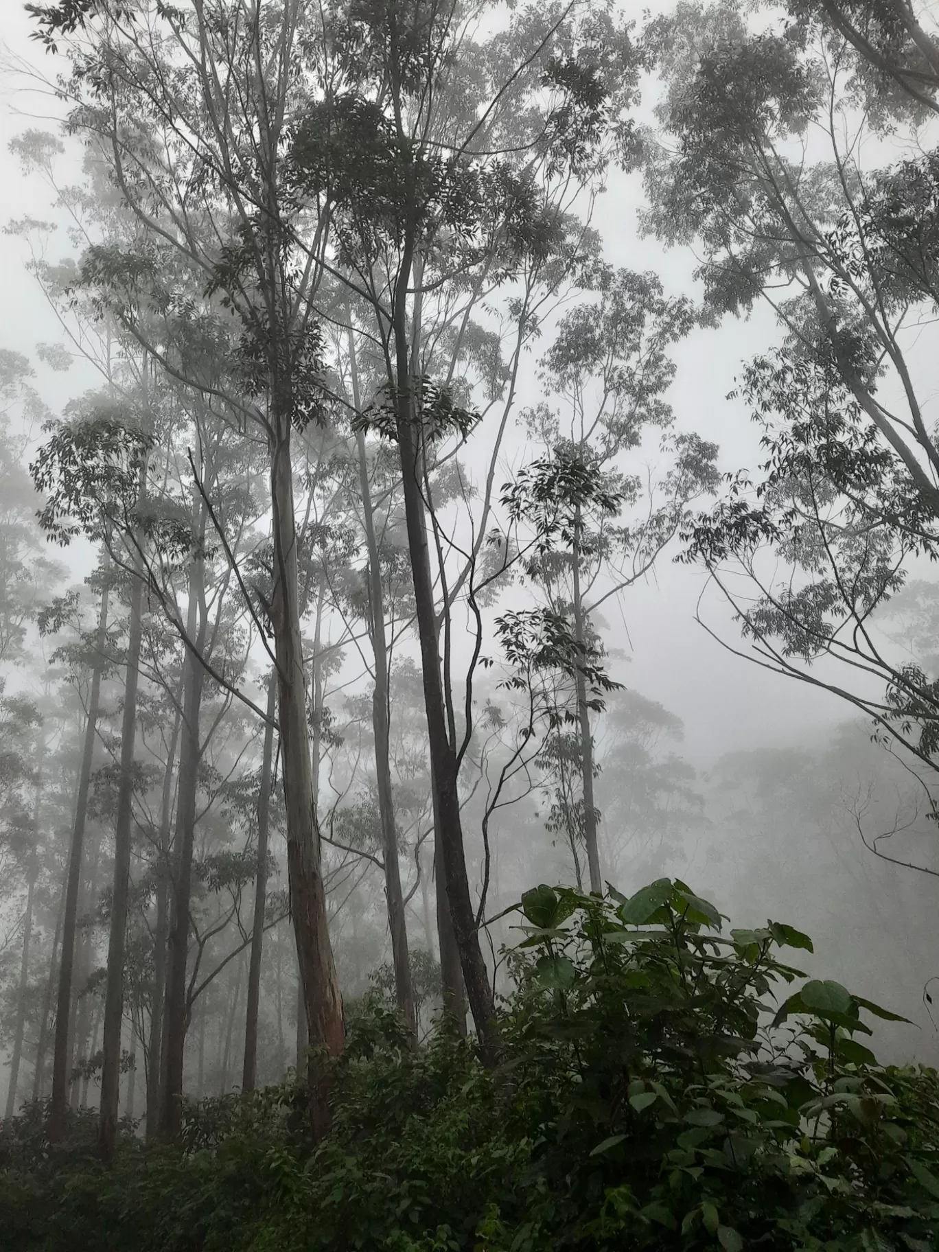 Photo of Munnar By Carol Crasto