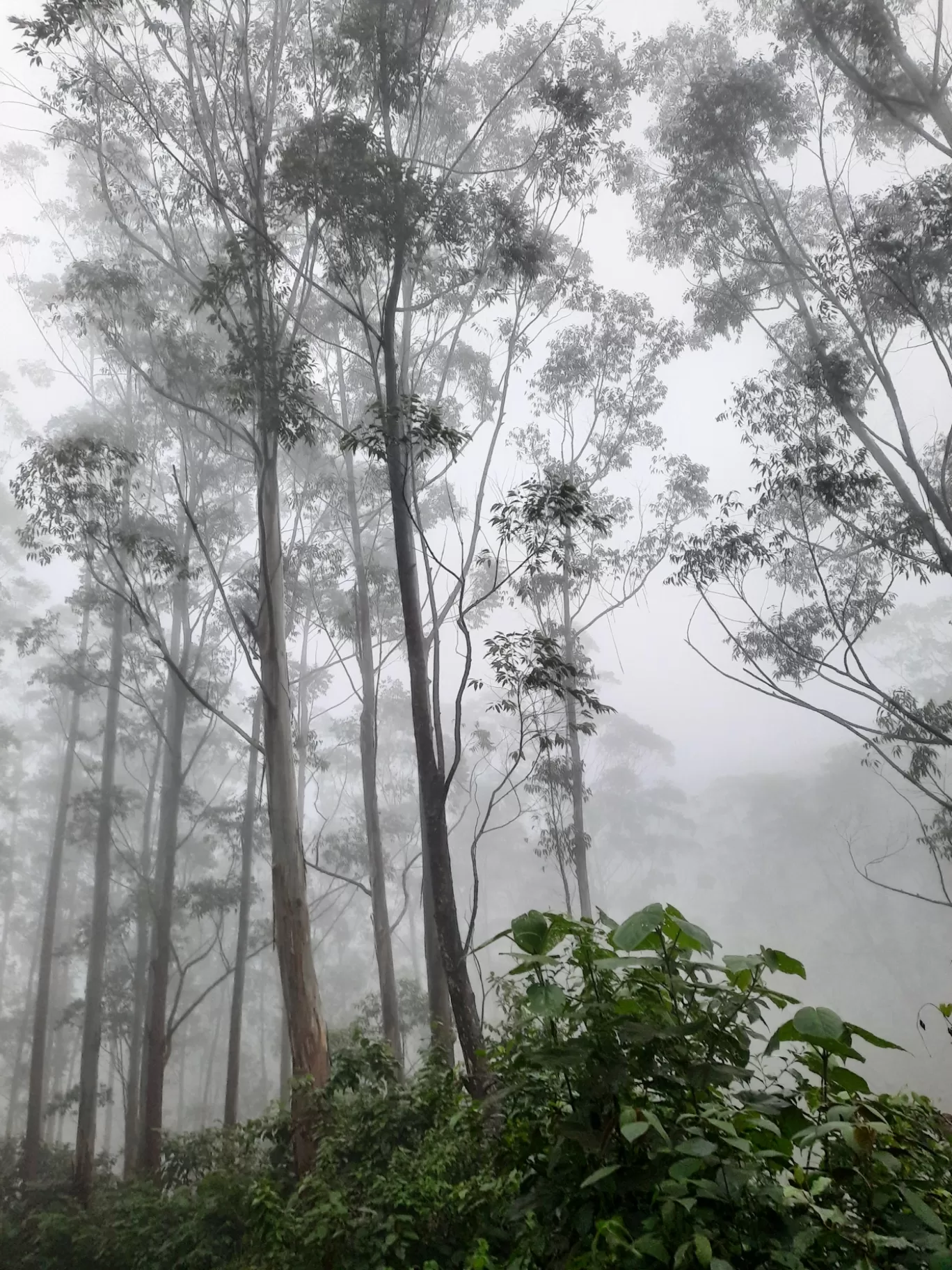 Photo of Munnar By Carol Crasto