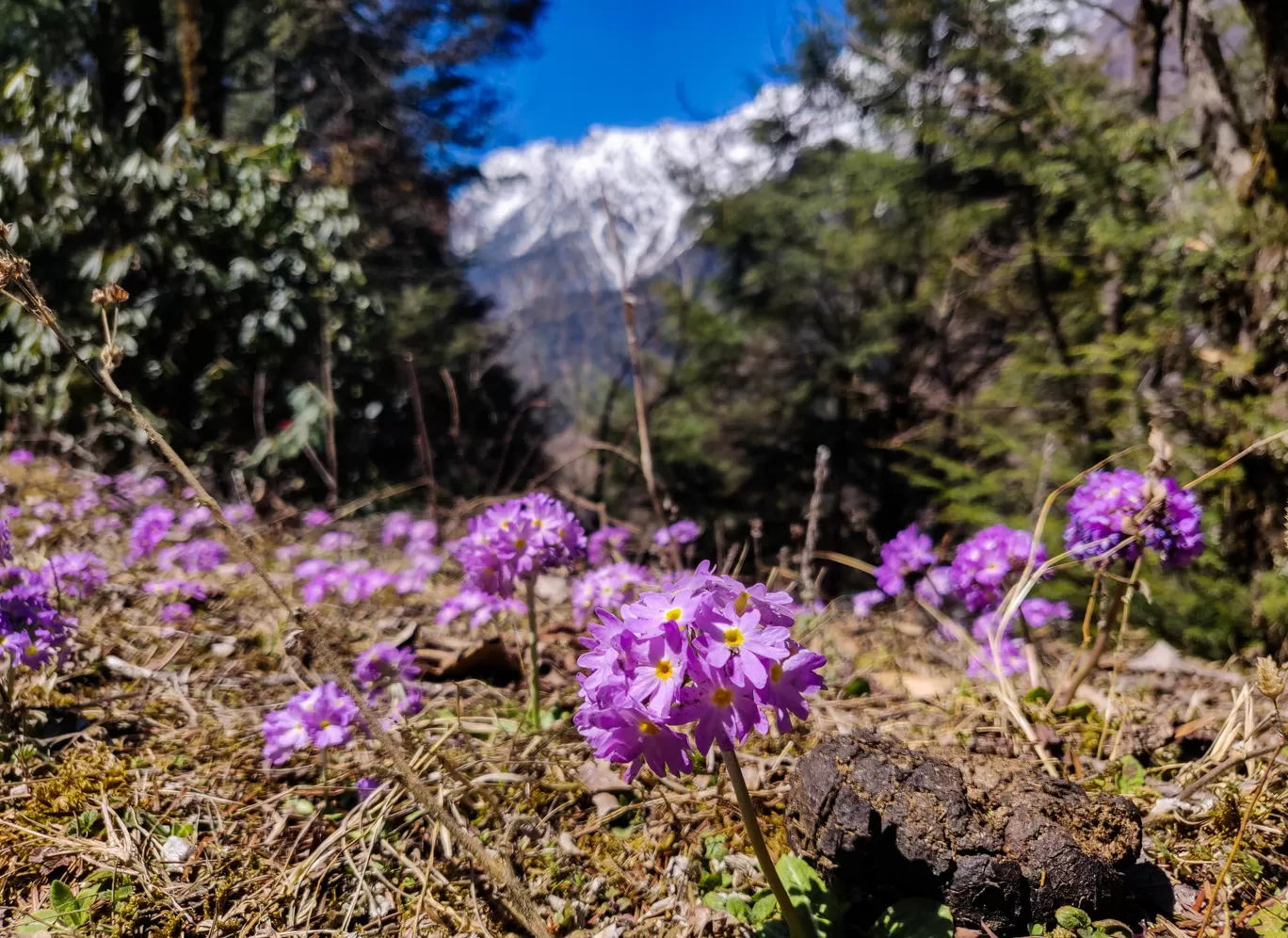 Photo of Sikkim By Ila Reddy