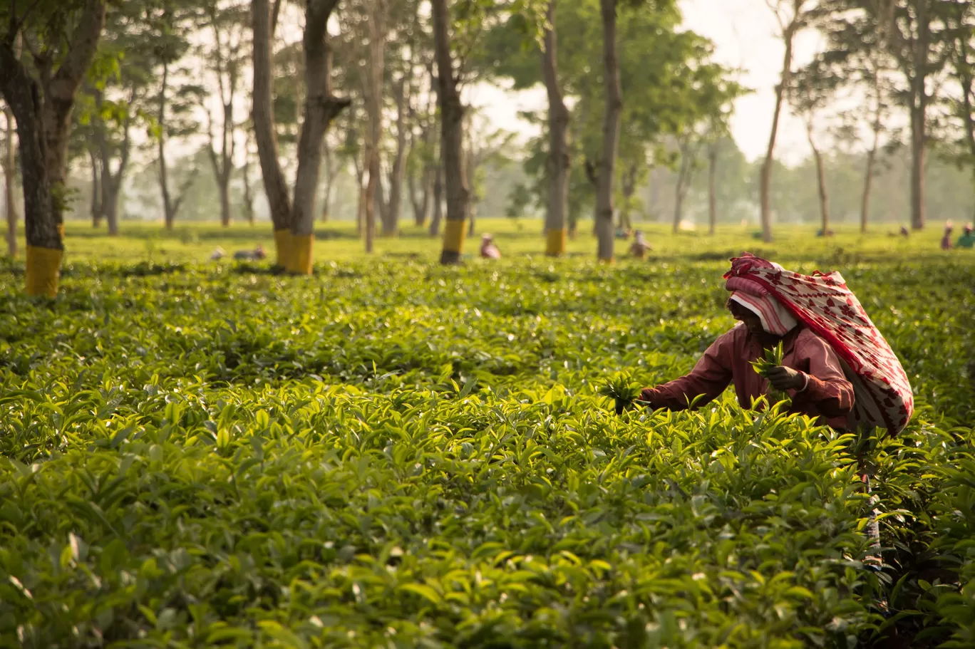 Photo of Northeast India By Ila Reddy