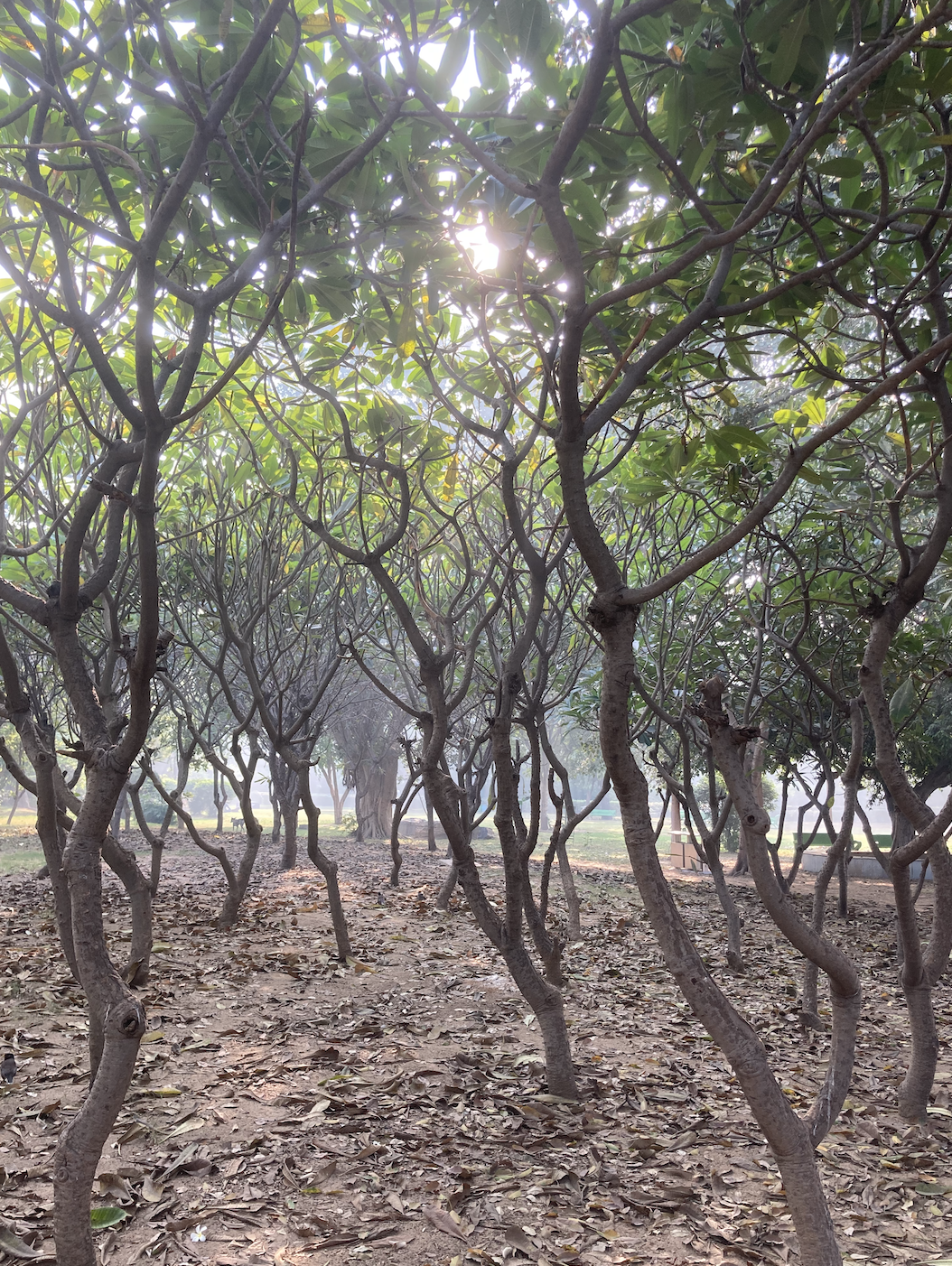 Photo of New Delhi By Ila Reddy