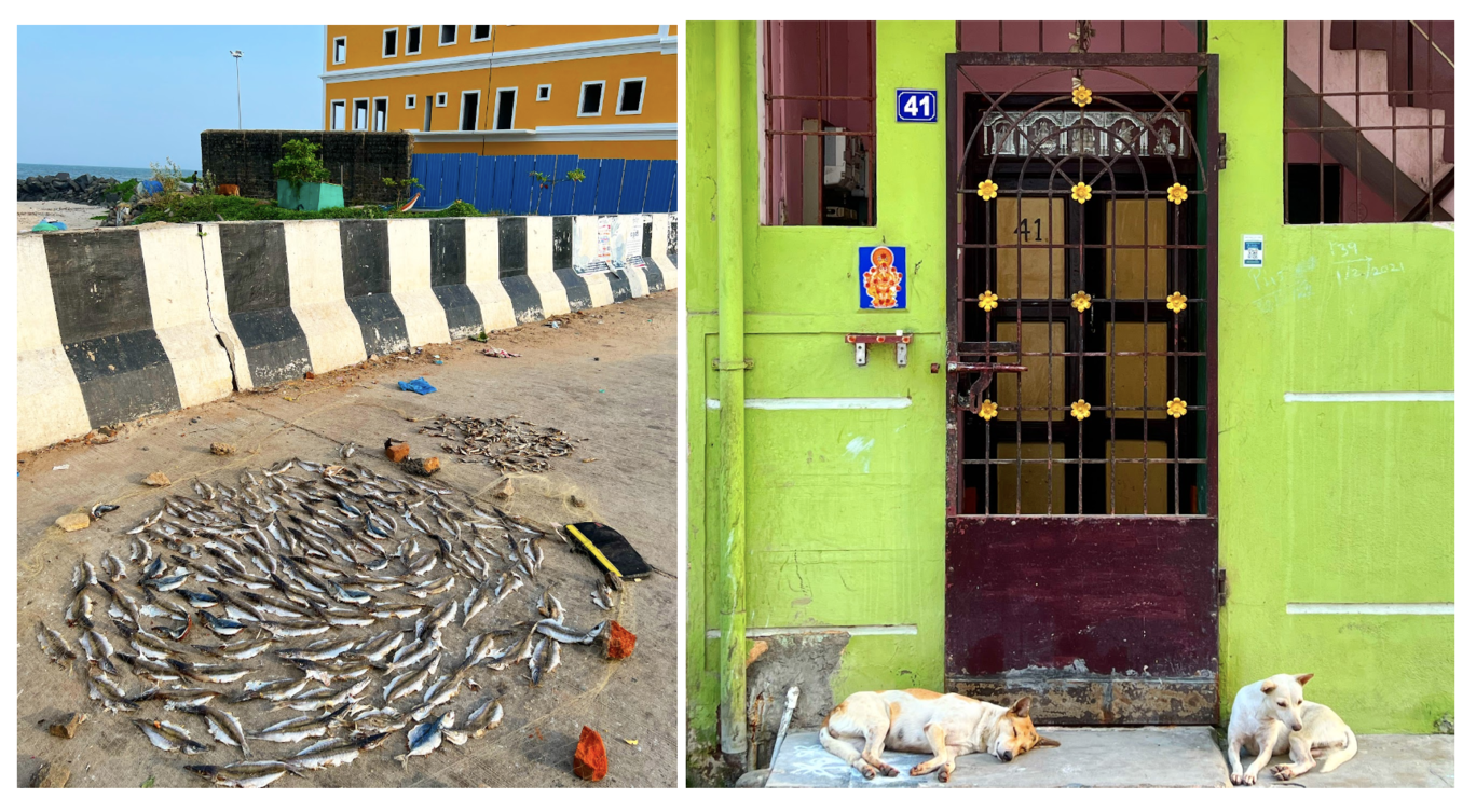 Photo of Puducherry By Ila Reddy