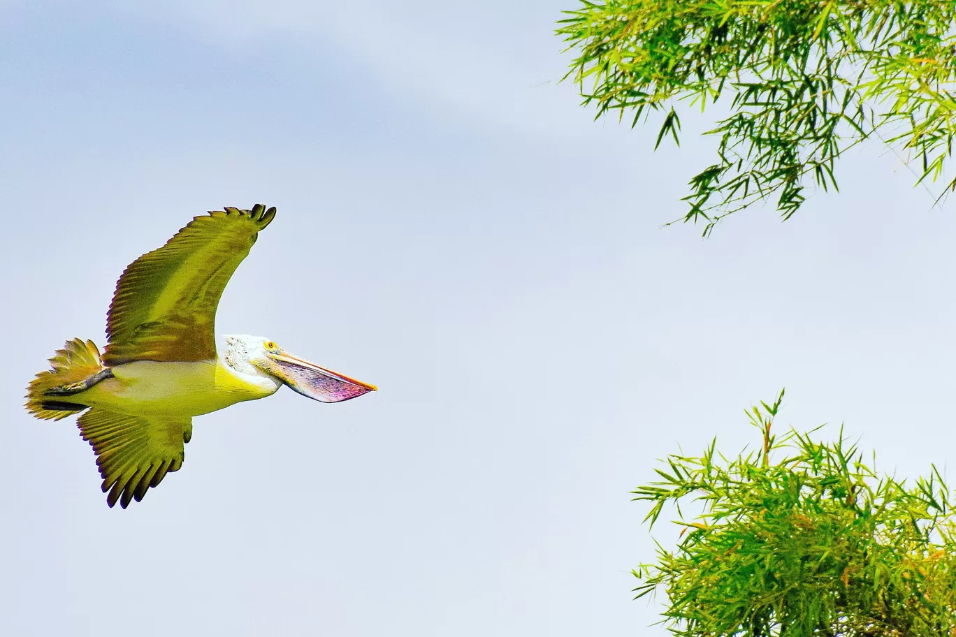 Photo of Ranganathittu Bird Sanctuary By mohan kumar