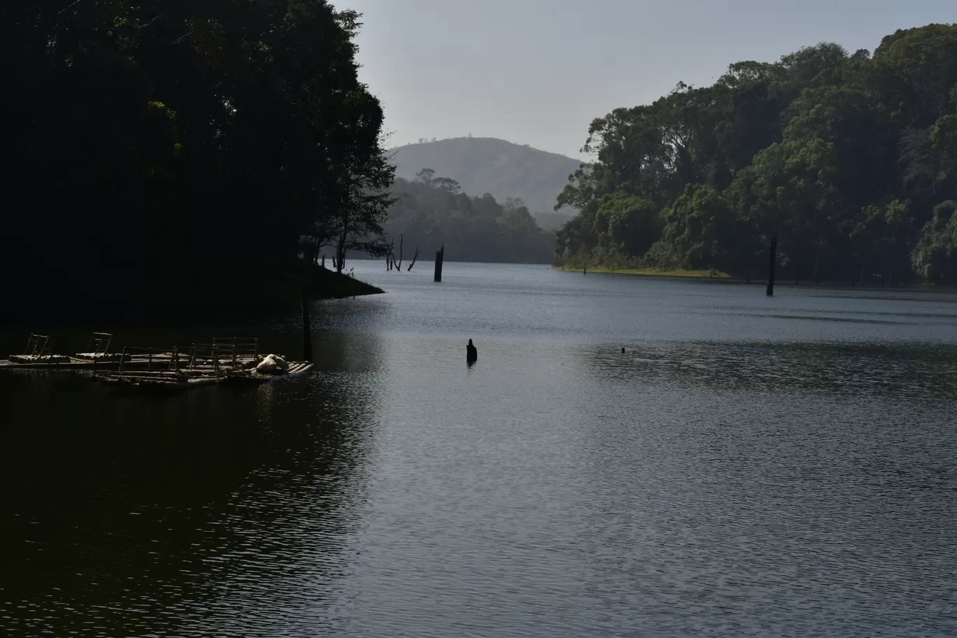 Photo of Periyar Tiger Reserve By Niharika Bajpayee