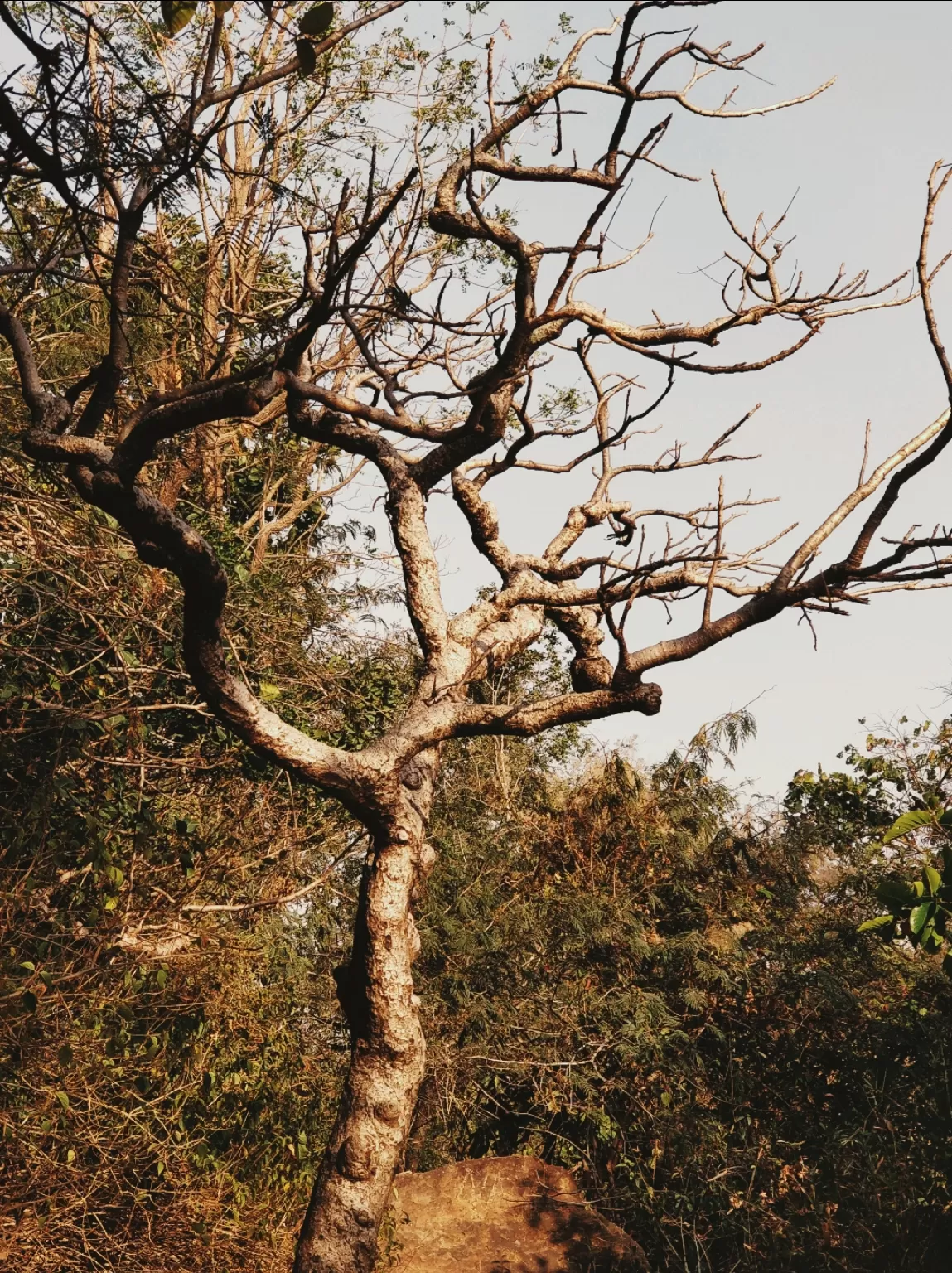 Photo of Pachmarhi Biosphere Reserve By Kaushik Reddy
