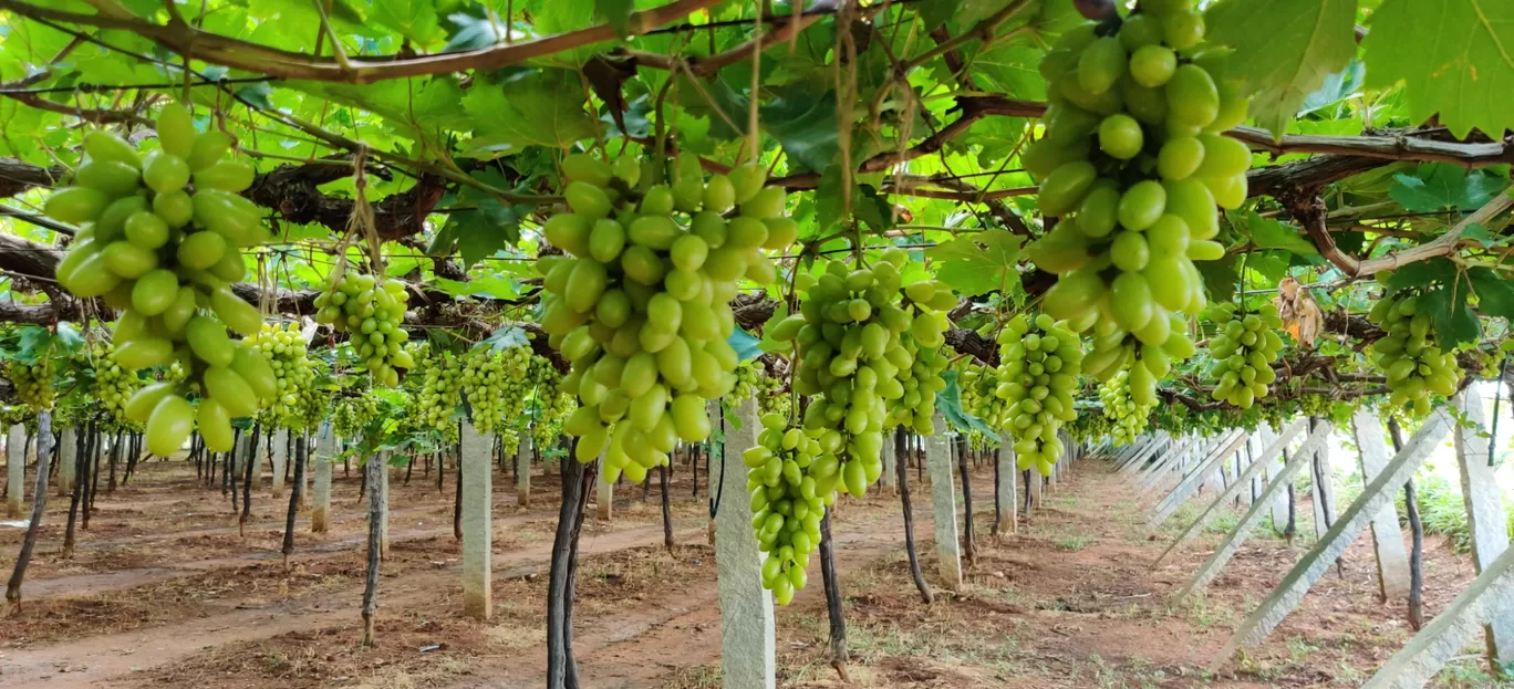 Photo of Vineyards By Durga Lakshmipathy