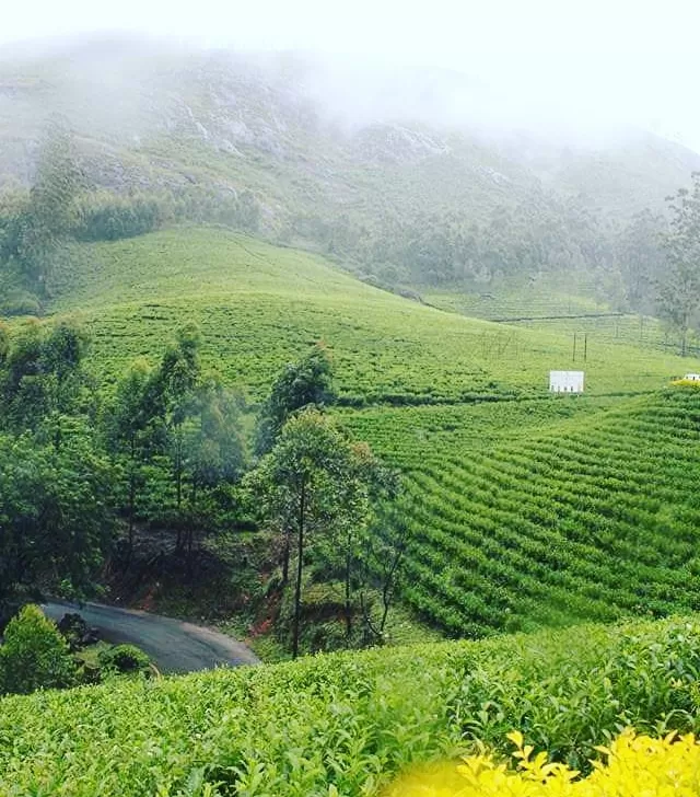 Photo of Munnar By Sneha Ugrani
