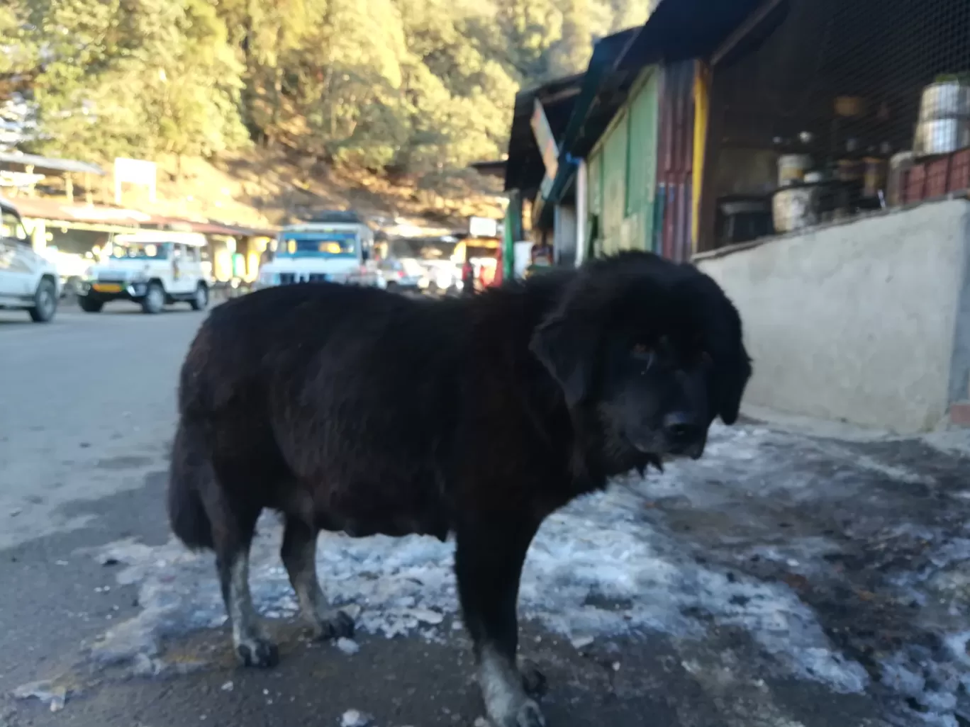 Photo of Chopta By Pankaj Prasad