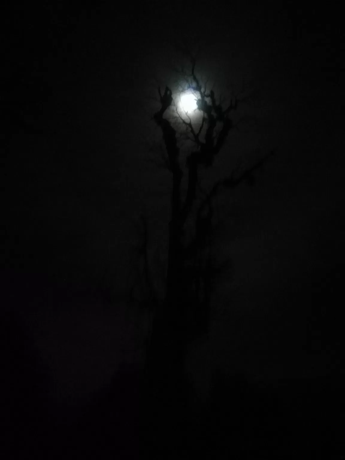 Photo of Chopta By Pankaj Prasad