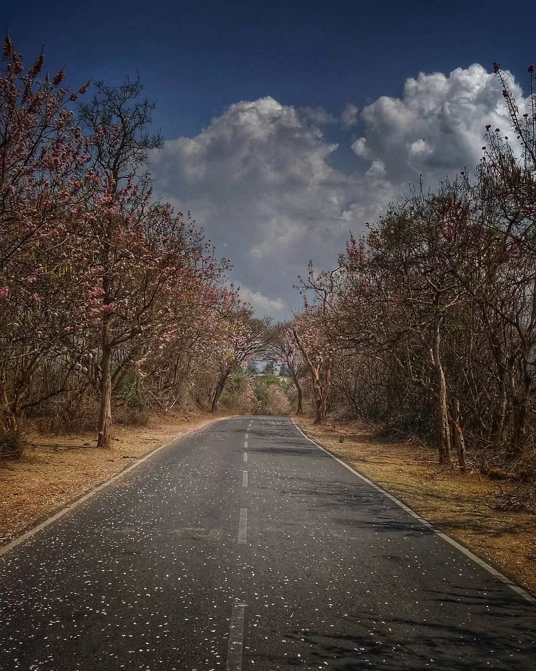 Photo of Theppakadu By Arvinth Krishna