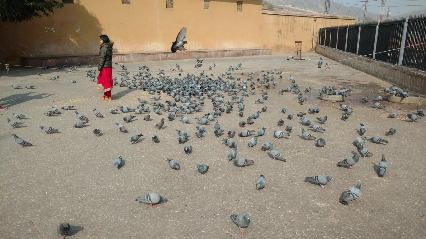 Photo of Jaipur By Suresh Tiwari