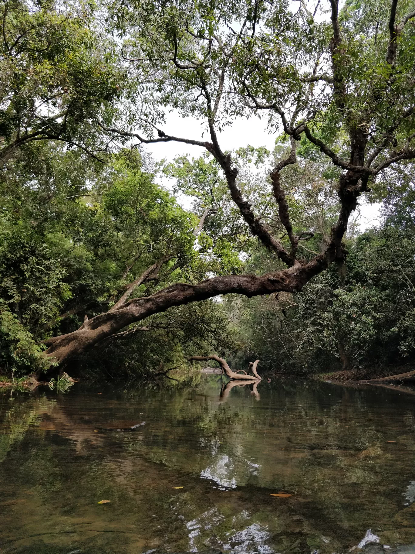 Photo of Nisargadhama By Roshani Rathi