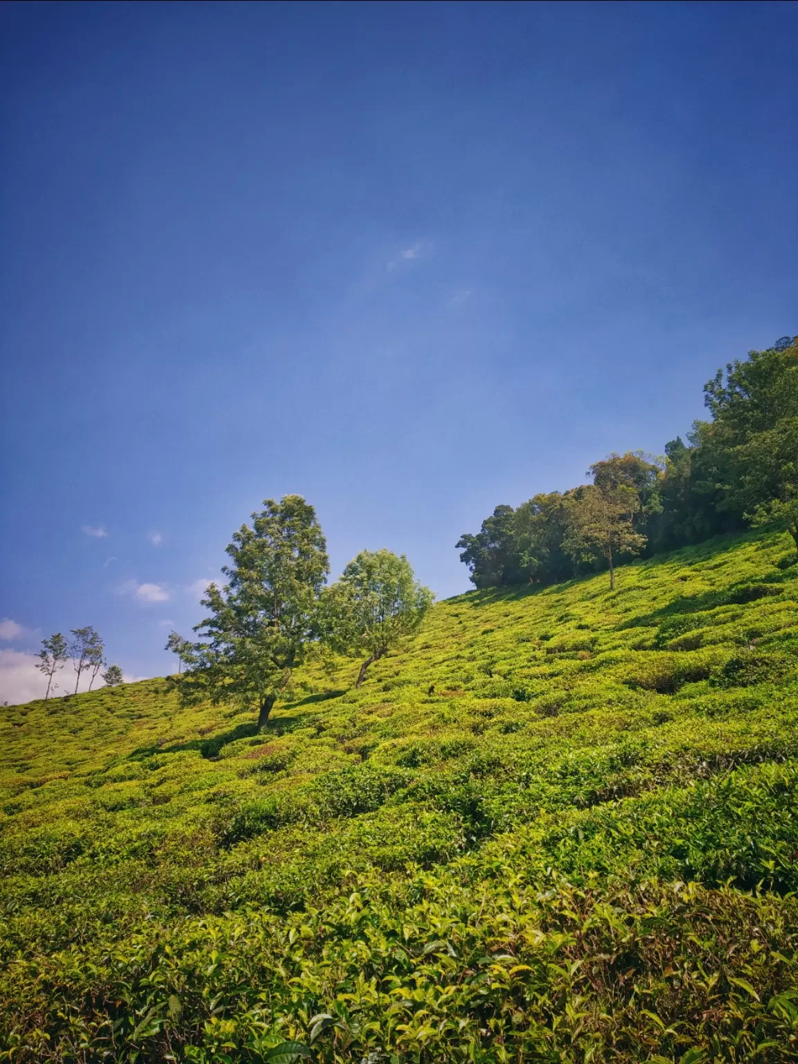 Photo of Ooty By Alpa Basu