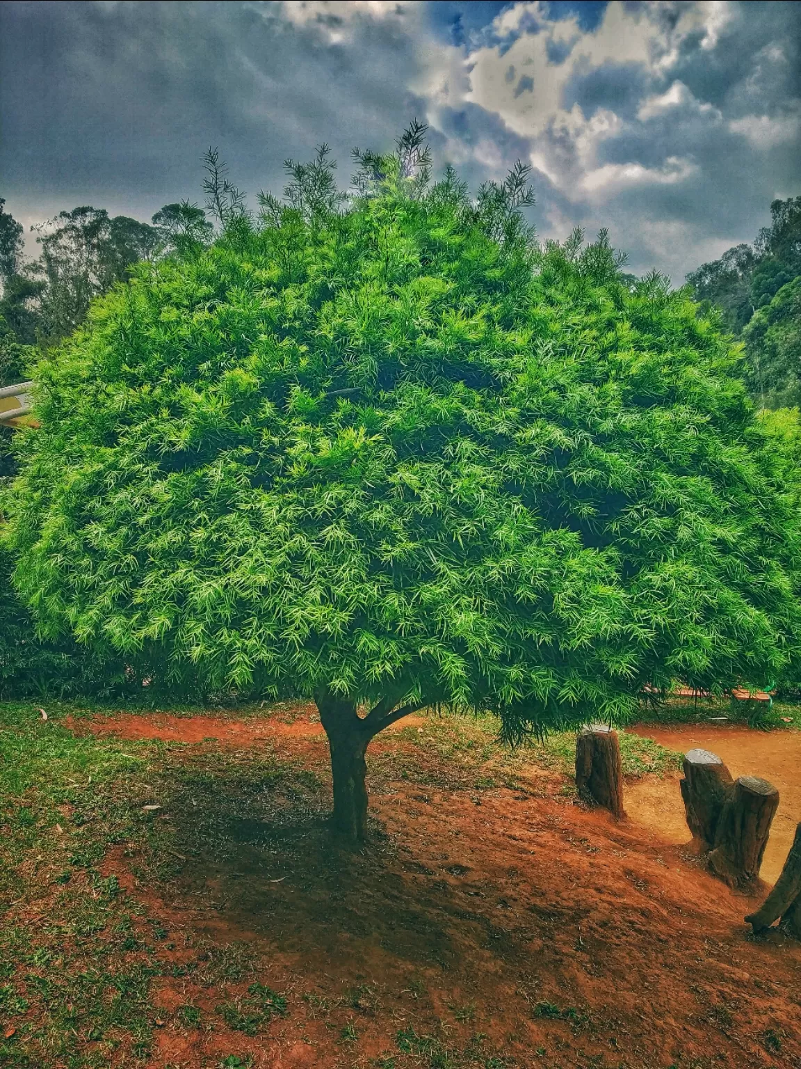 Photo of Ooty By Alpa Basu