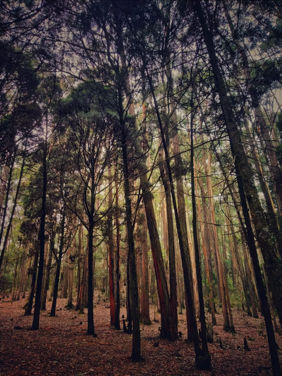 Photo of Ooty By Alpa Basu