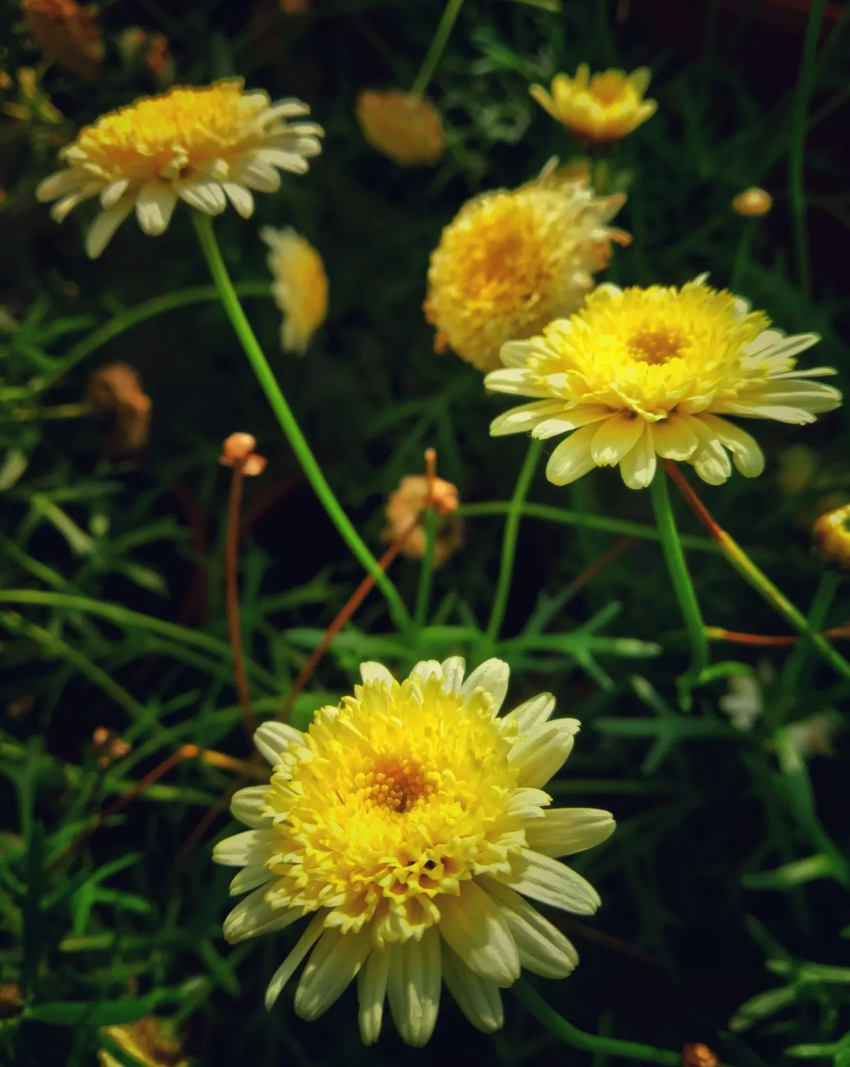 Photo of Ooty By Alpa Basu