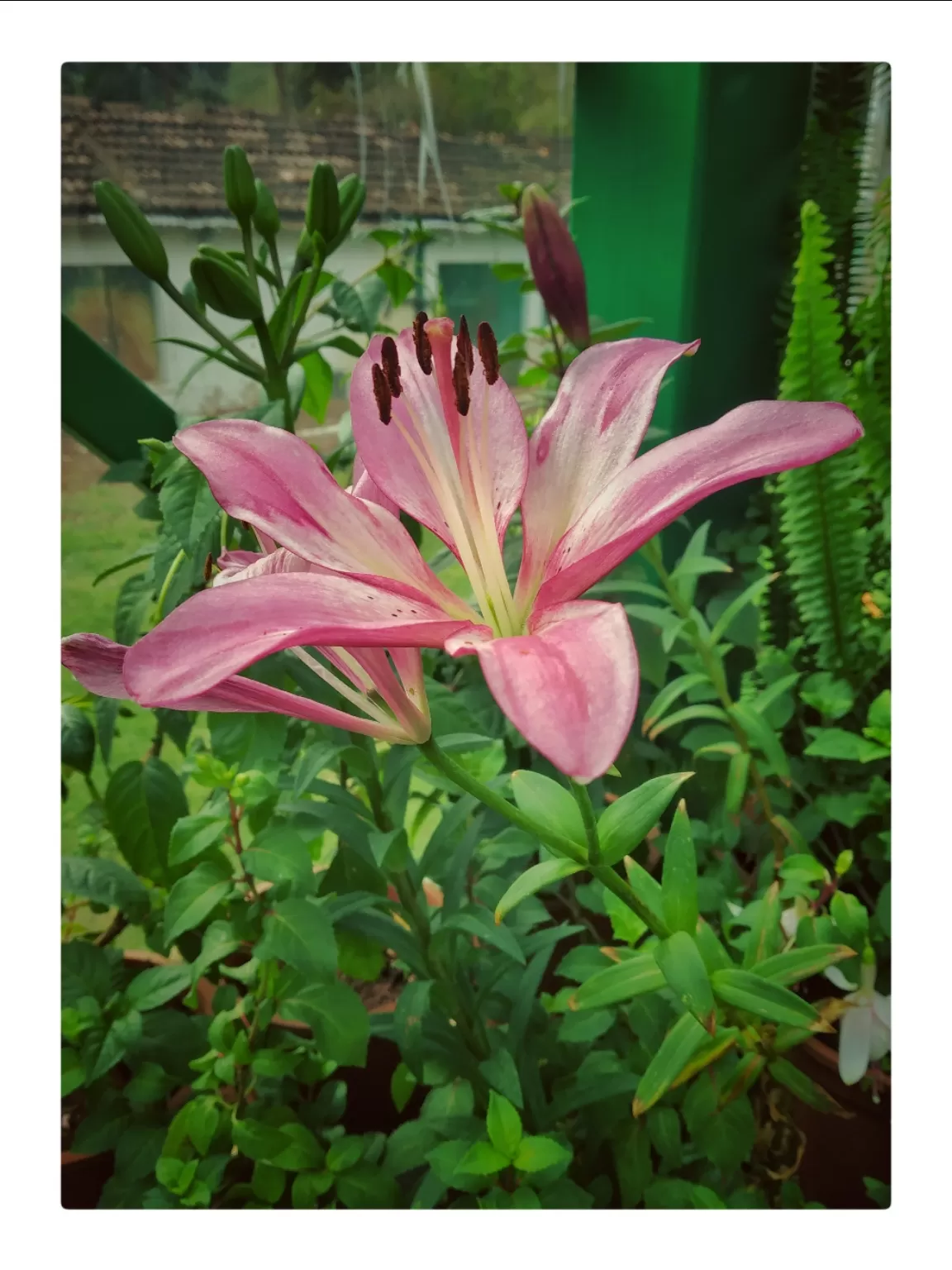 Photo of Ooty By Alpa Basu