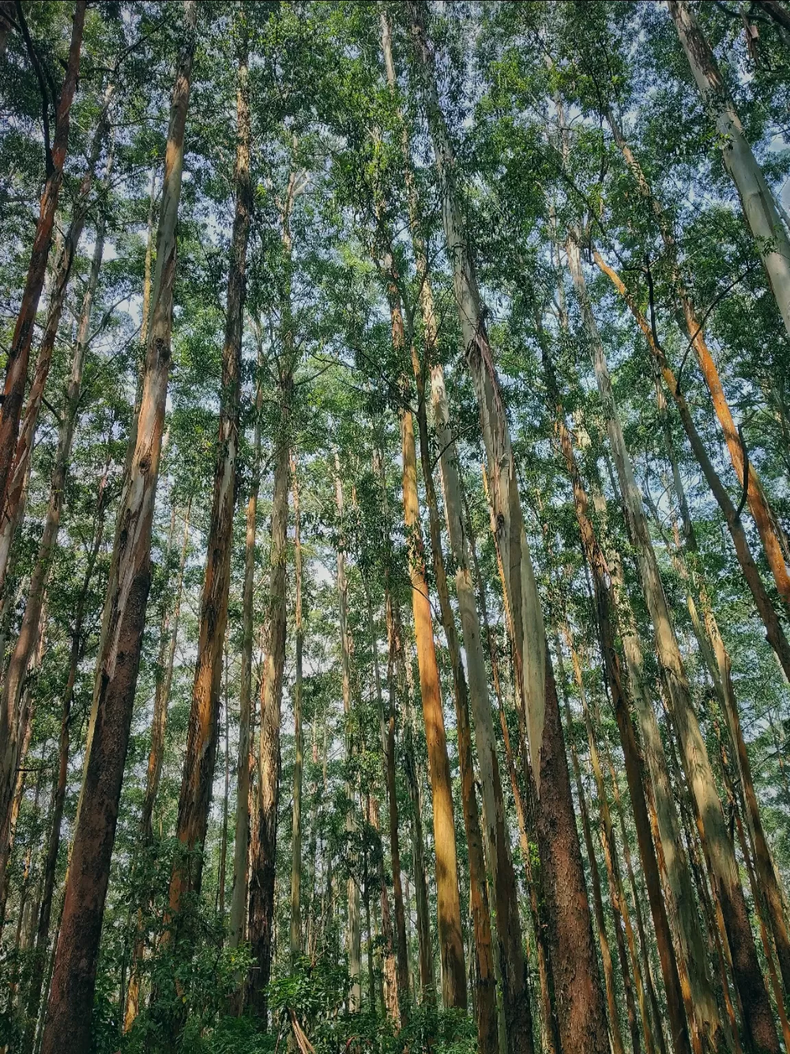 Photo of Ooty By Alpa Basu