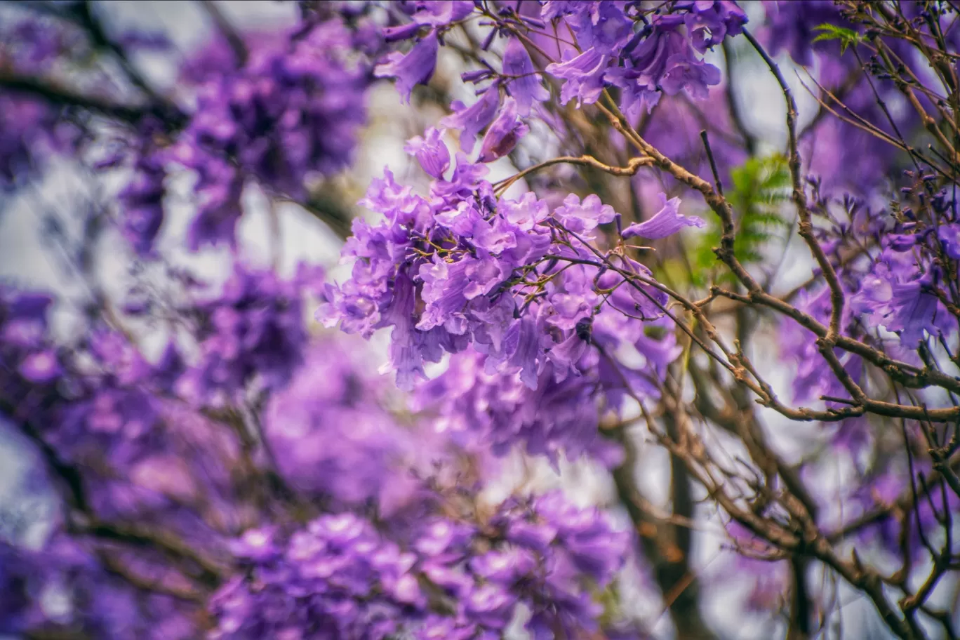 Photo of Ooty By Alpa Basu