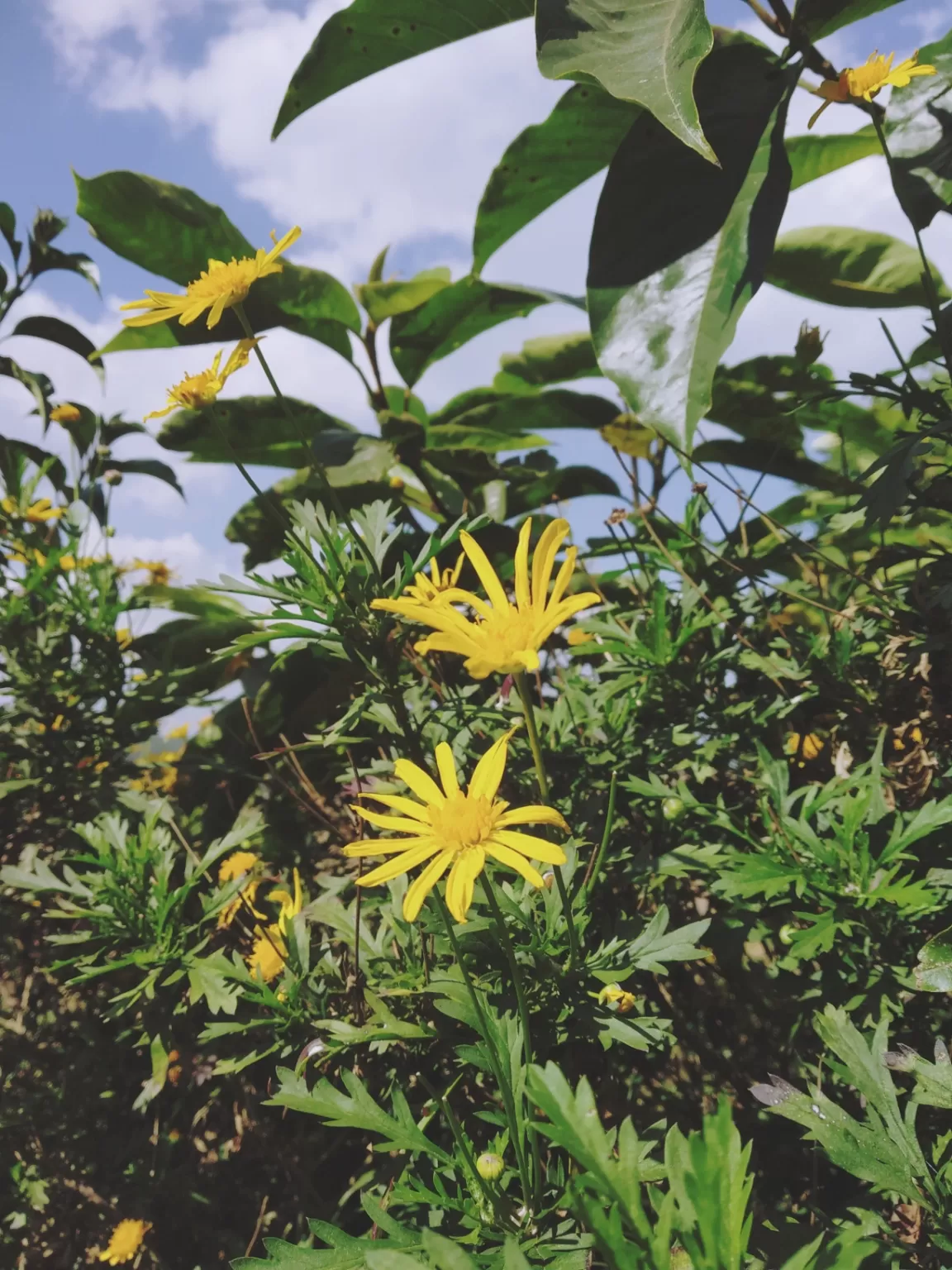 Photo of Ooty By Alpa Basu