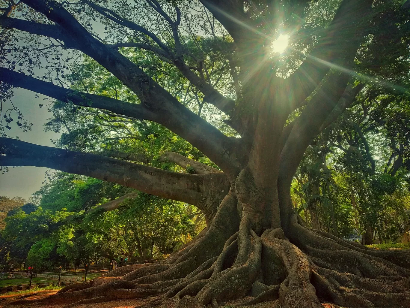 Photo of Lalbagh Botanical Garden By Alpa Basu