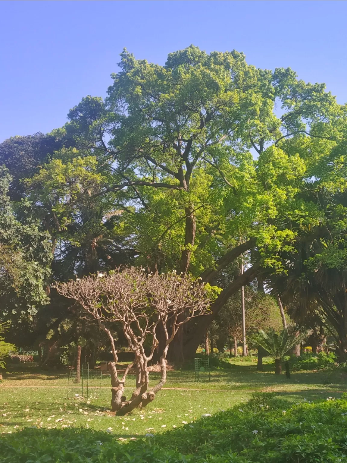 Photo of Lalbagh Botanical Garden By Alpa Basu