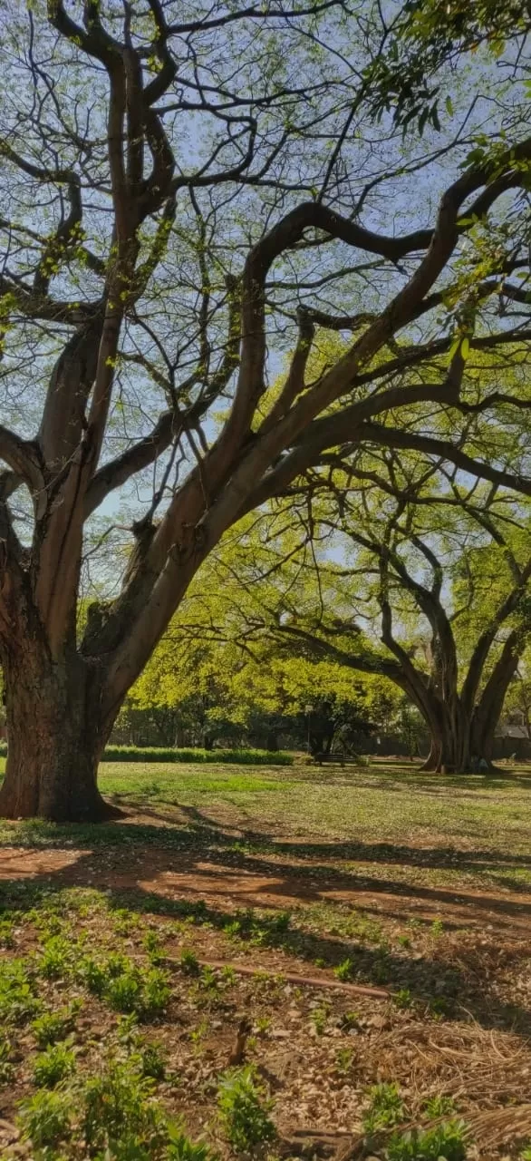 Photo of Lalbagh Botanical Garden By Alpa Basu