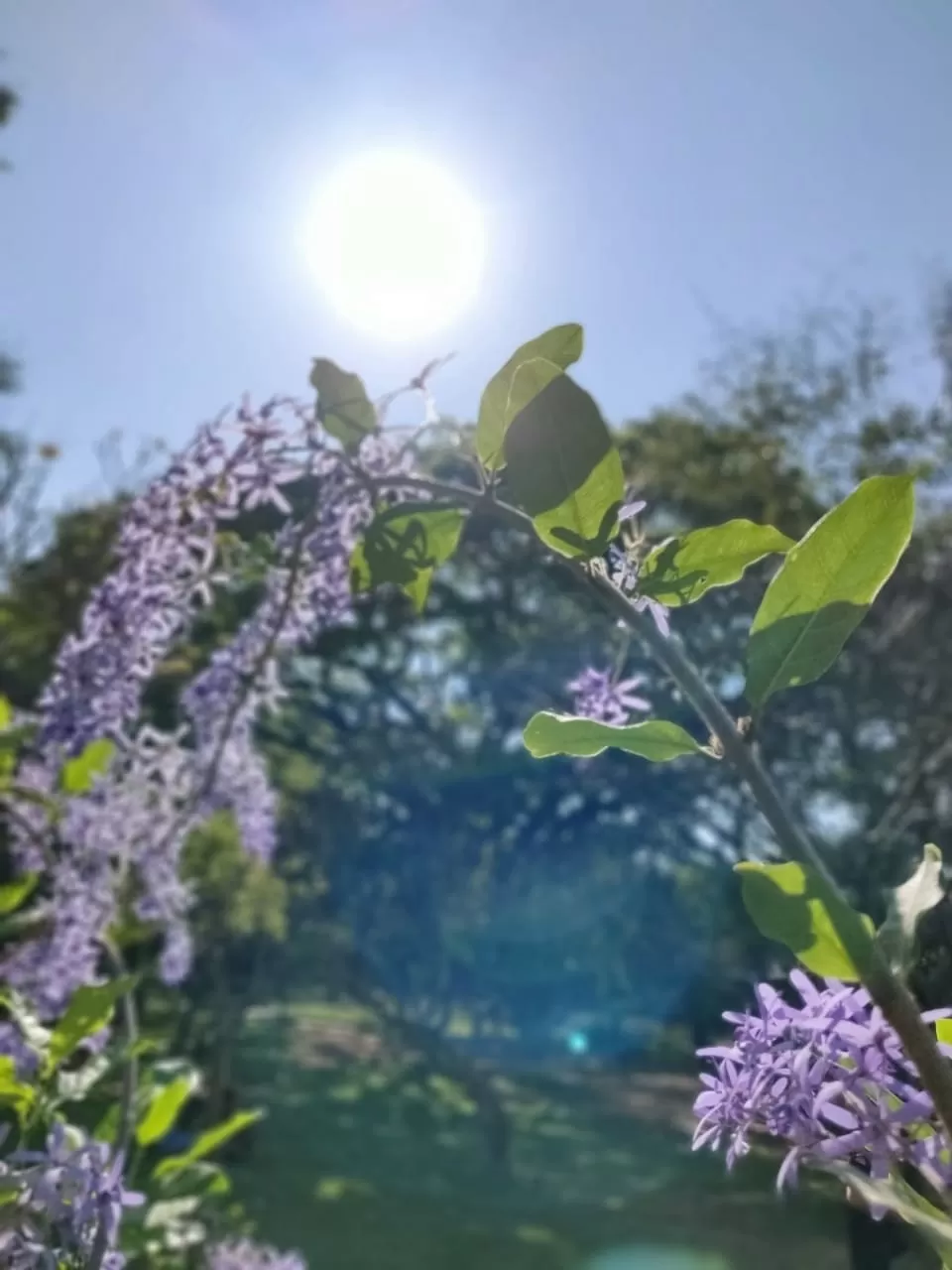 Photo of Lalbagh Botanical Garden By Alpa Basu