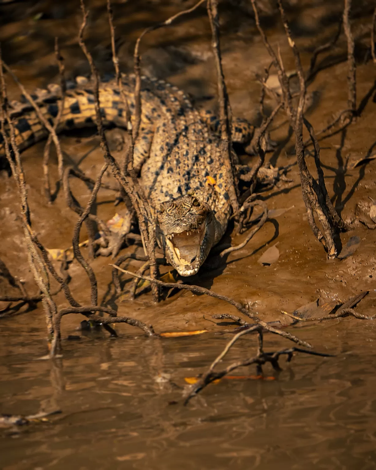 Photo of Bhitarkanika National Park By riddhidebh