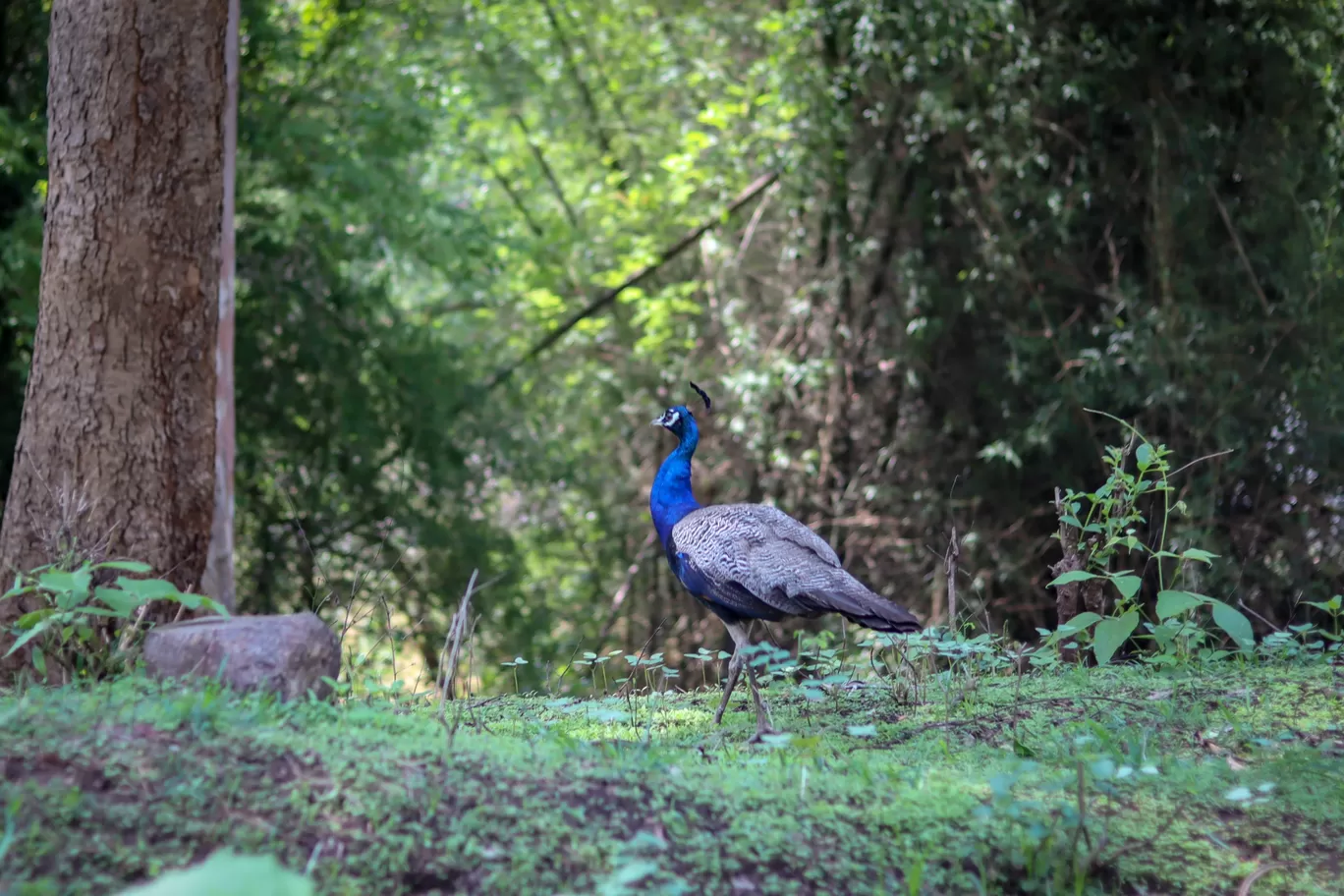 Photo of Ooty By Tanuj Chilwal