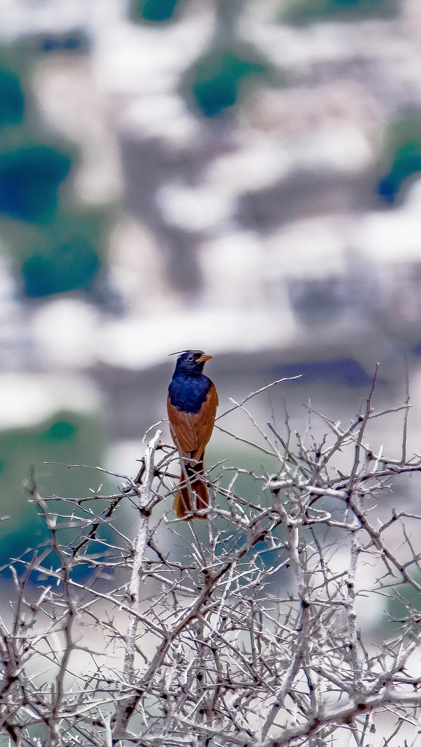Photo of Dhosi Ka Pahad By Amarpreet