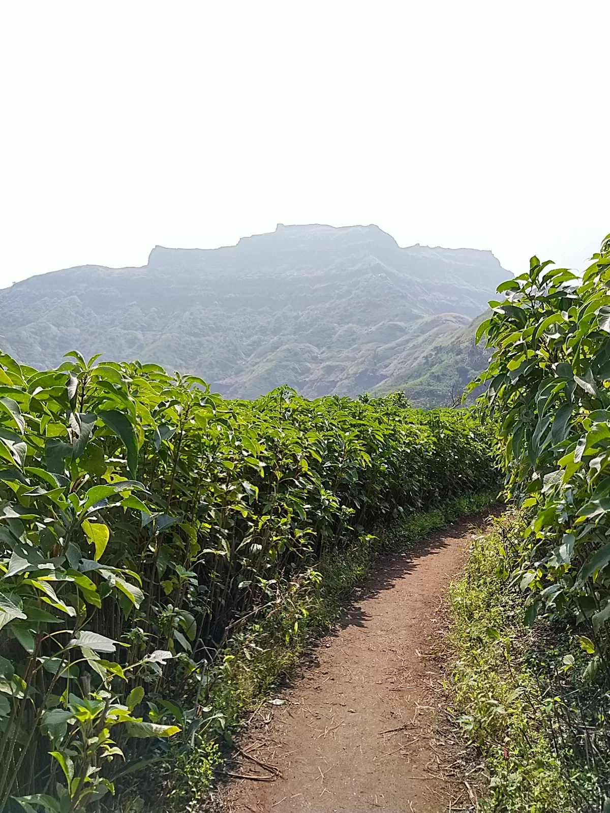 Photo of Torna Fort By Vishal H Malge