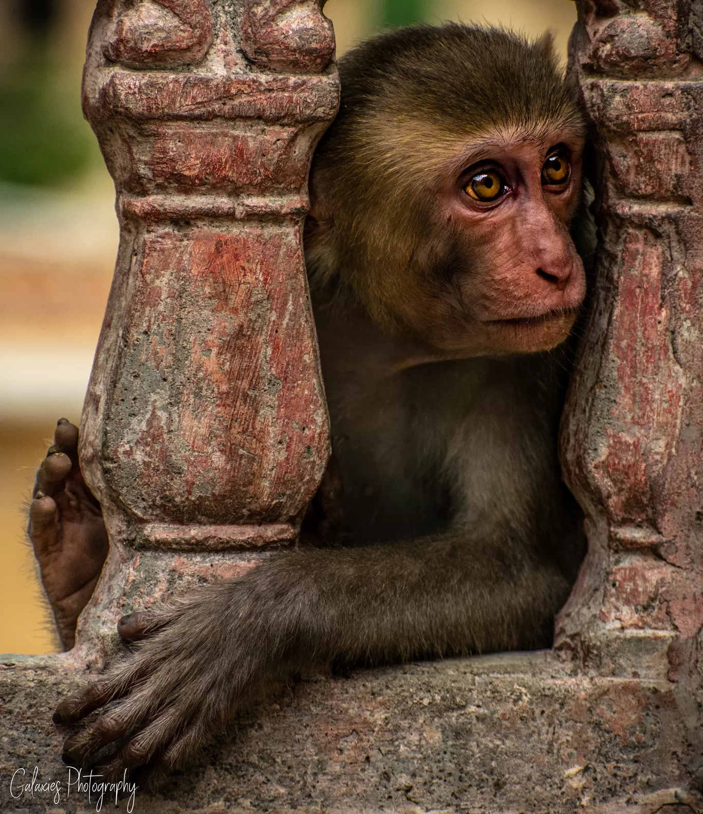 Photo of Galta Ji By Apoorv Shrivastava