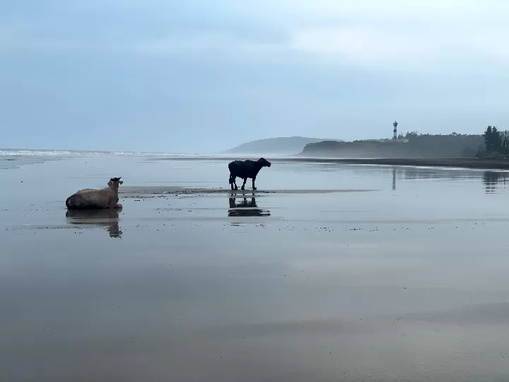 Photo of Konkan By Vinit Tayade