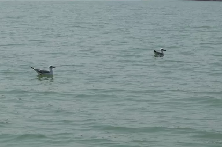 Photo of Chilika Lake By Archana Tripathy