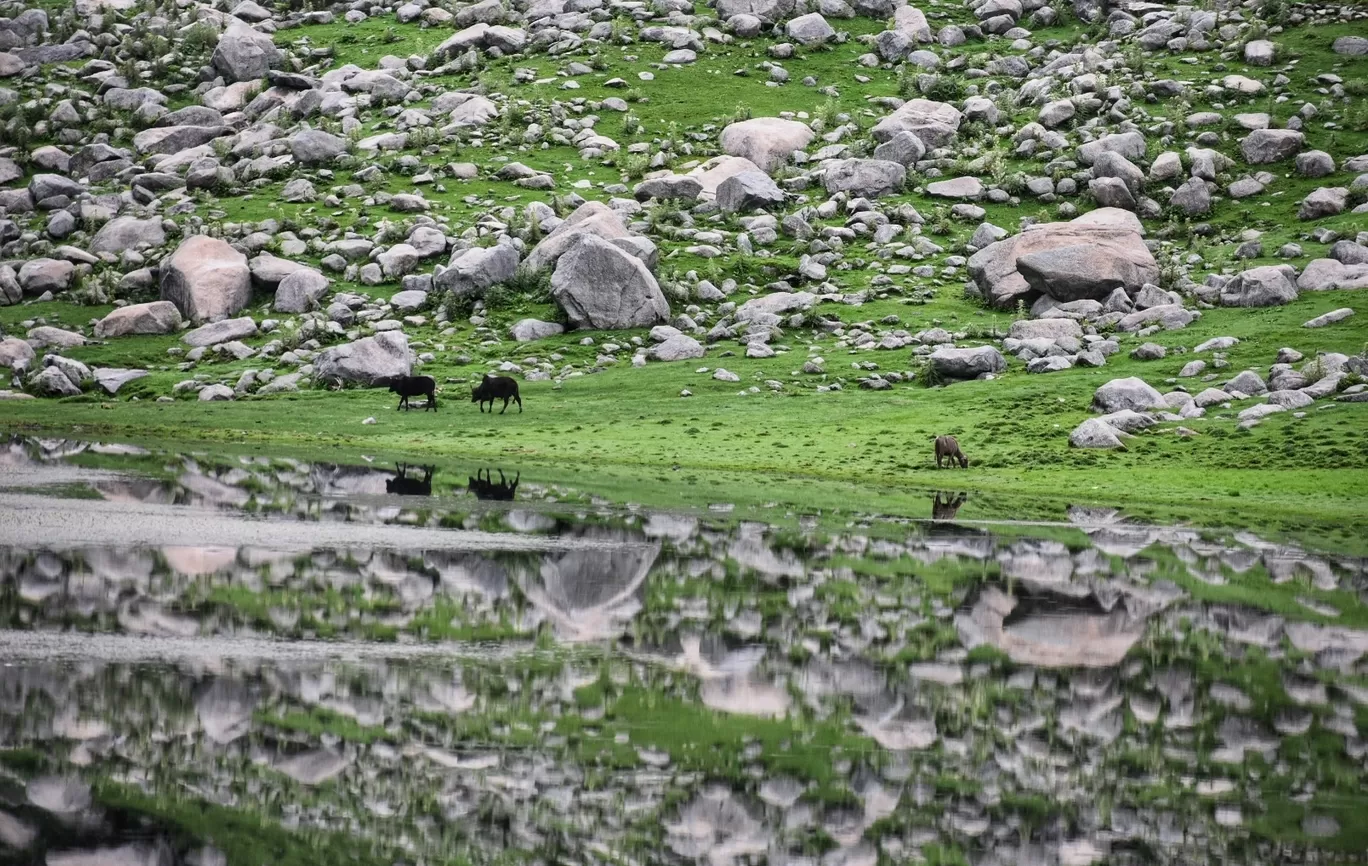 Photo of Himachal Pradesh By Somya Rakshit