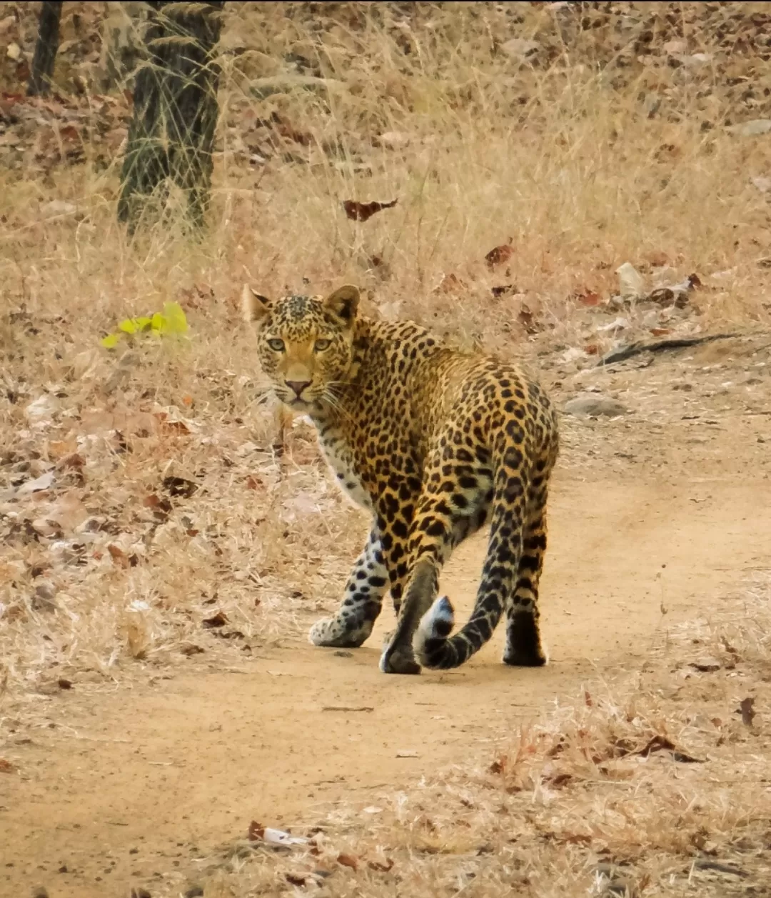 Photo of Satpura National Park By Saumy Nagayach