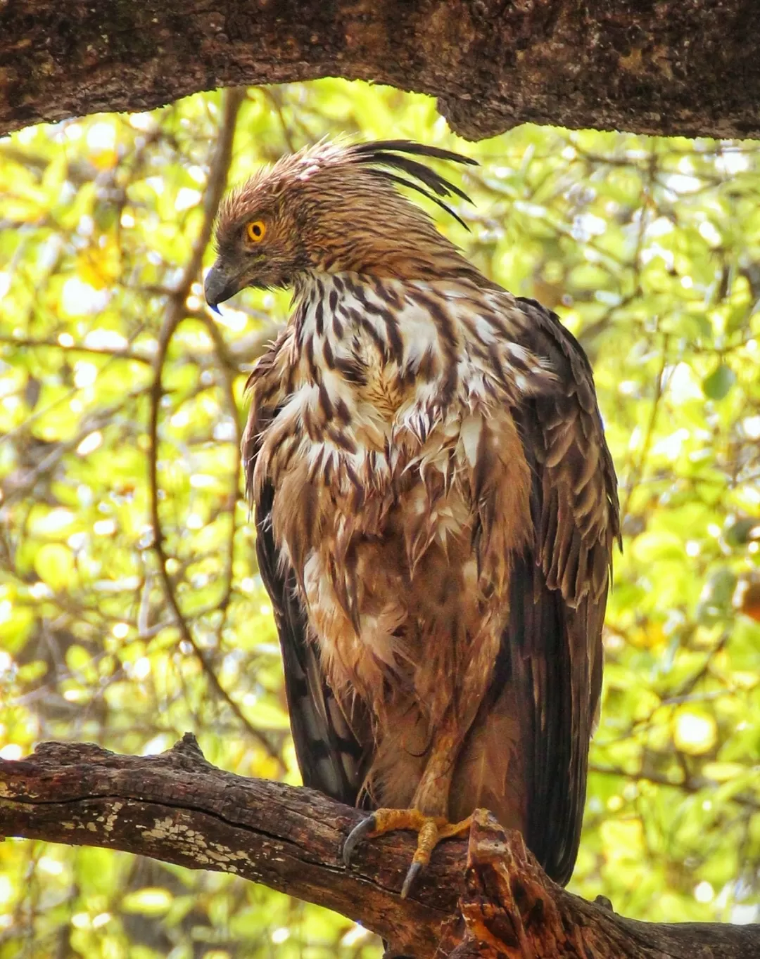 Photo of Satpura National Park By Saumy Nagayach