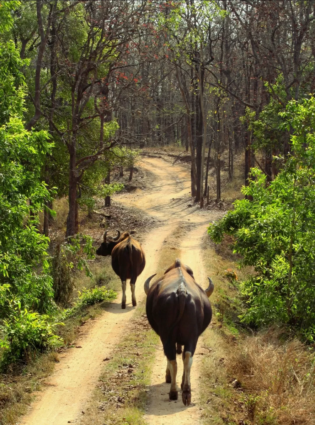 Photo of Satpura National Park By Saumy Nagayach