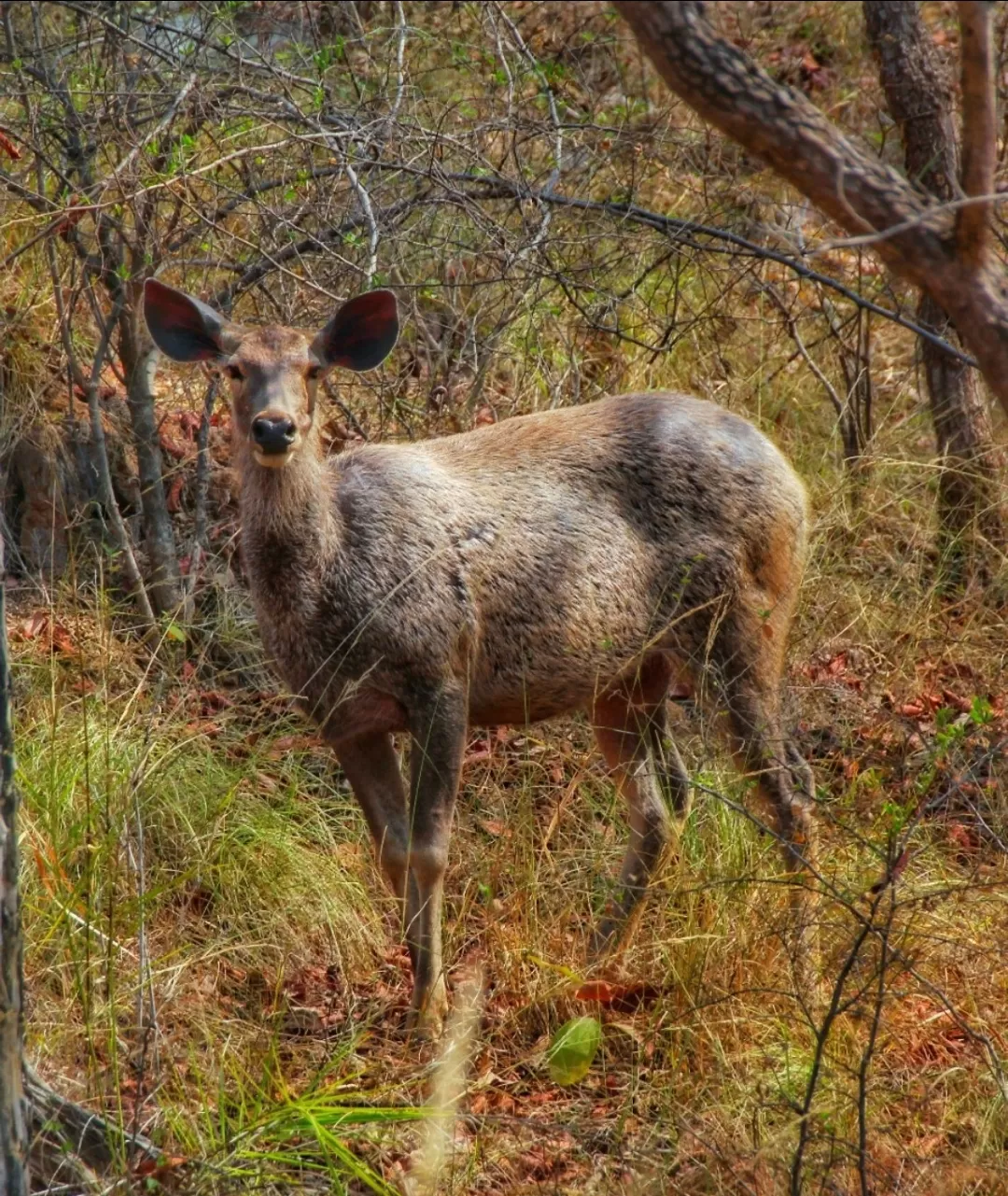 Photo of Satpura National Park By Saumy Nagayach