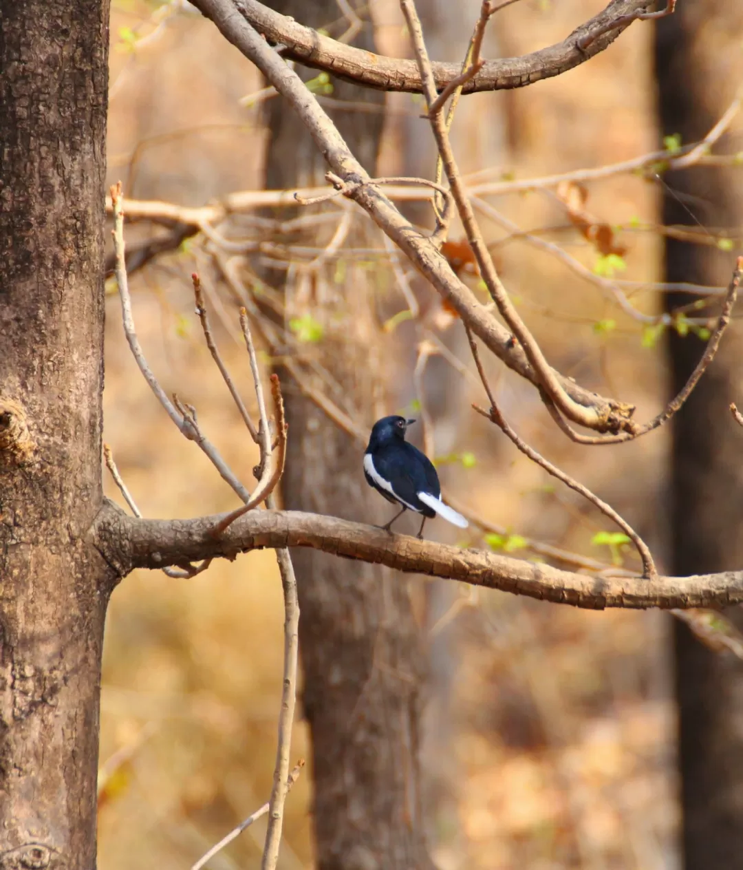 Photo of Satpura National Park By Saumy Nagayach