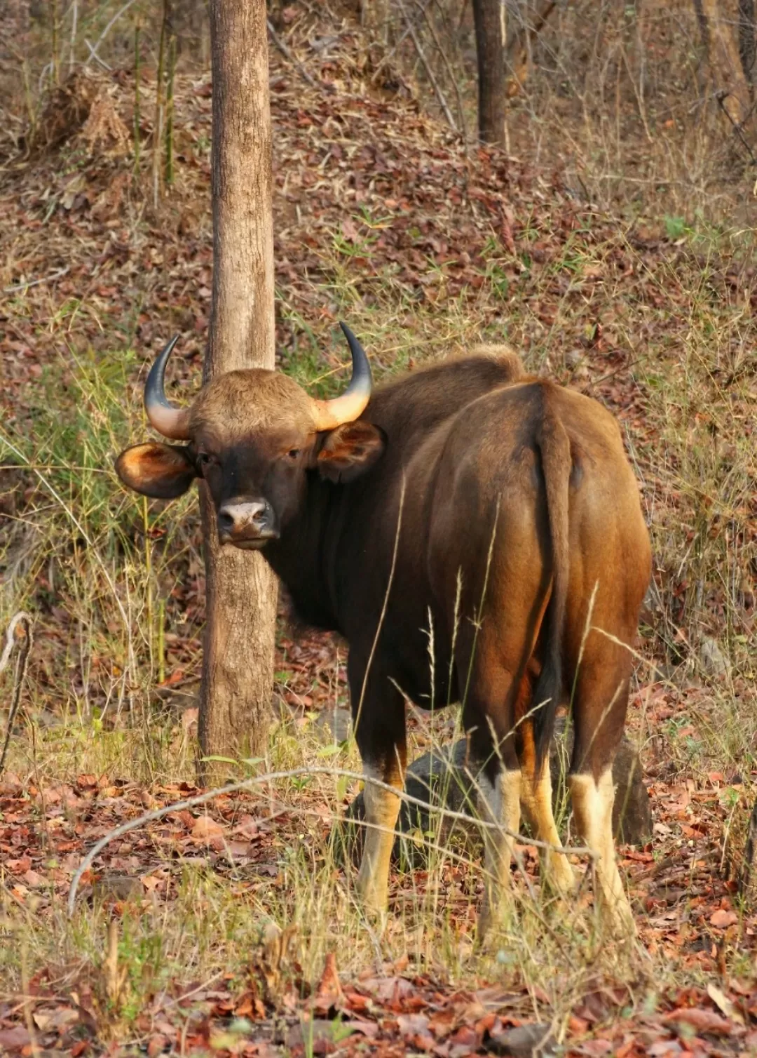 Photo of Satpura National Park By Saumy Nagayach