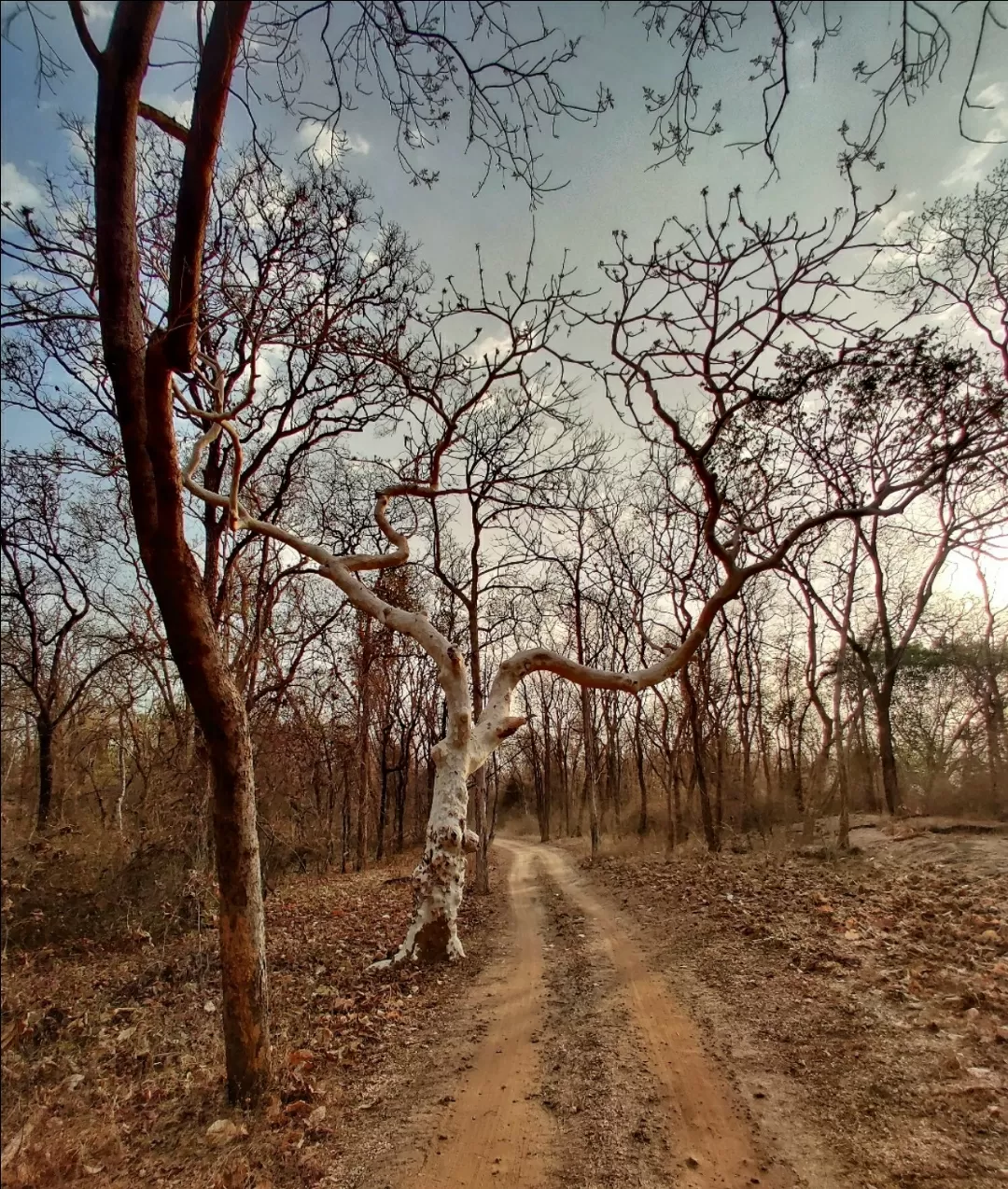 Photo of Satpura National Park By Saumy Nagayach