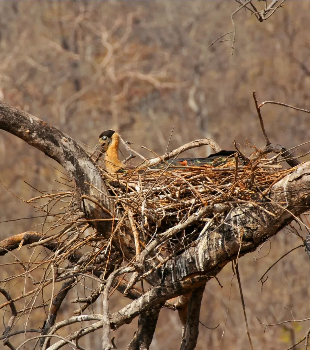 Photo of Satpura National Park By Saumy Nagayach